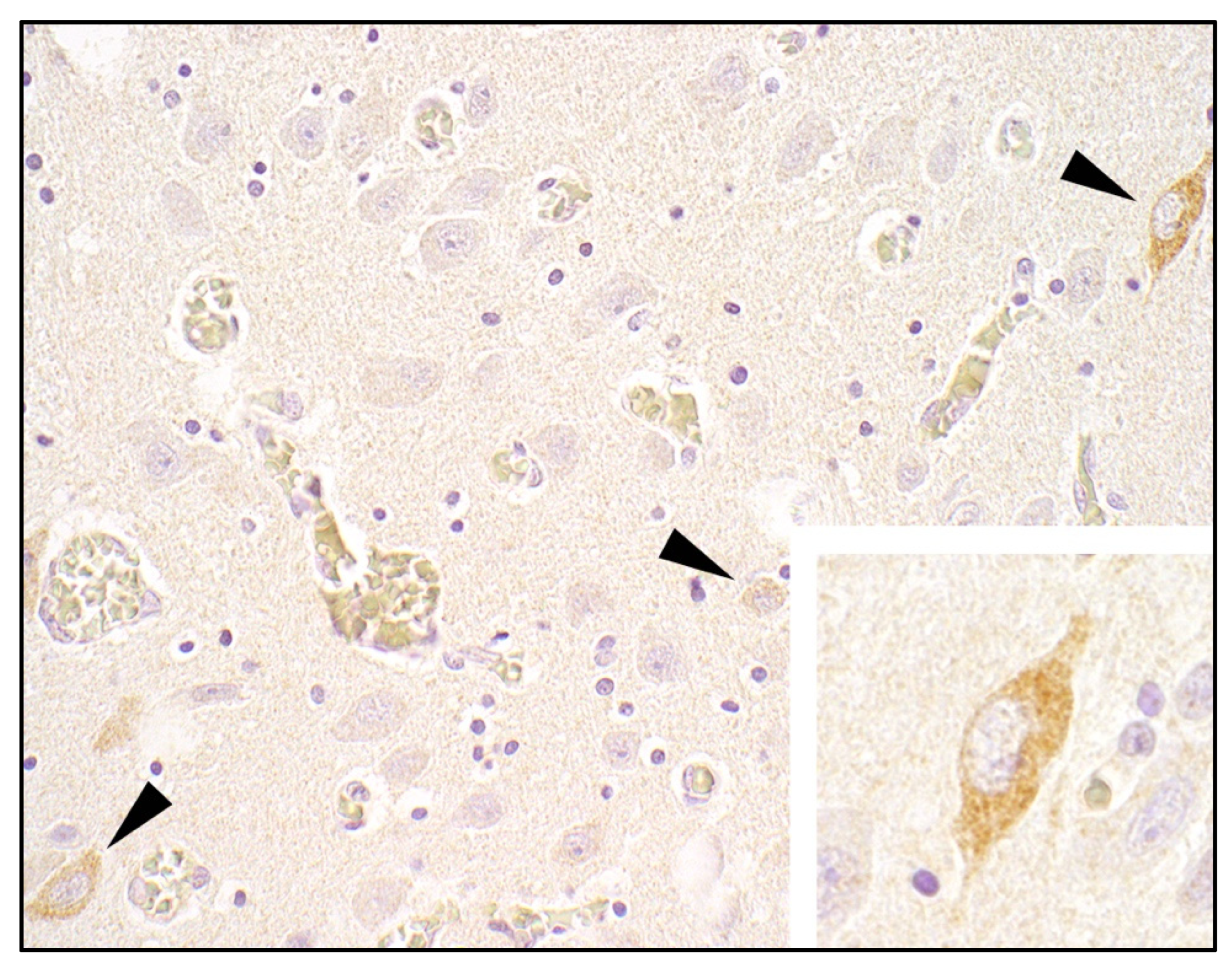 Viruses 14 00326 g003