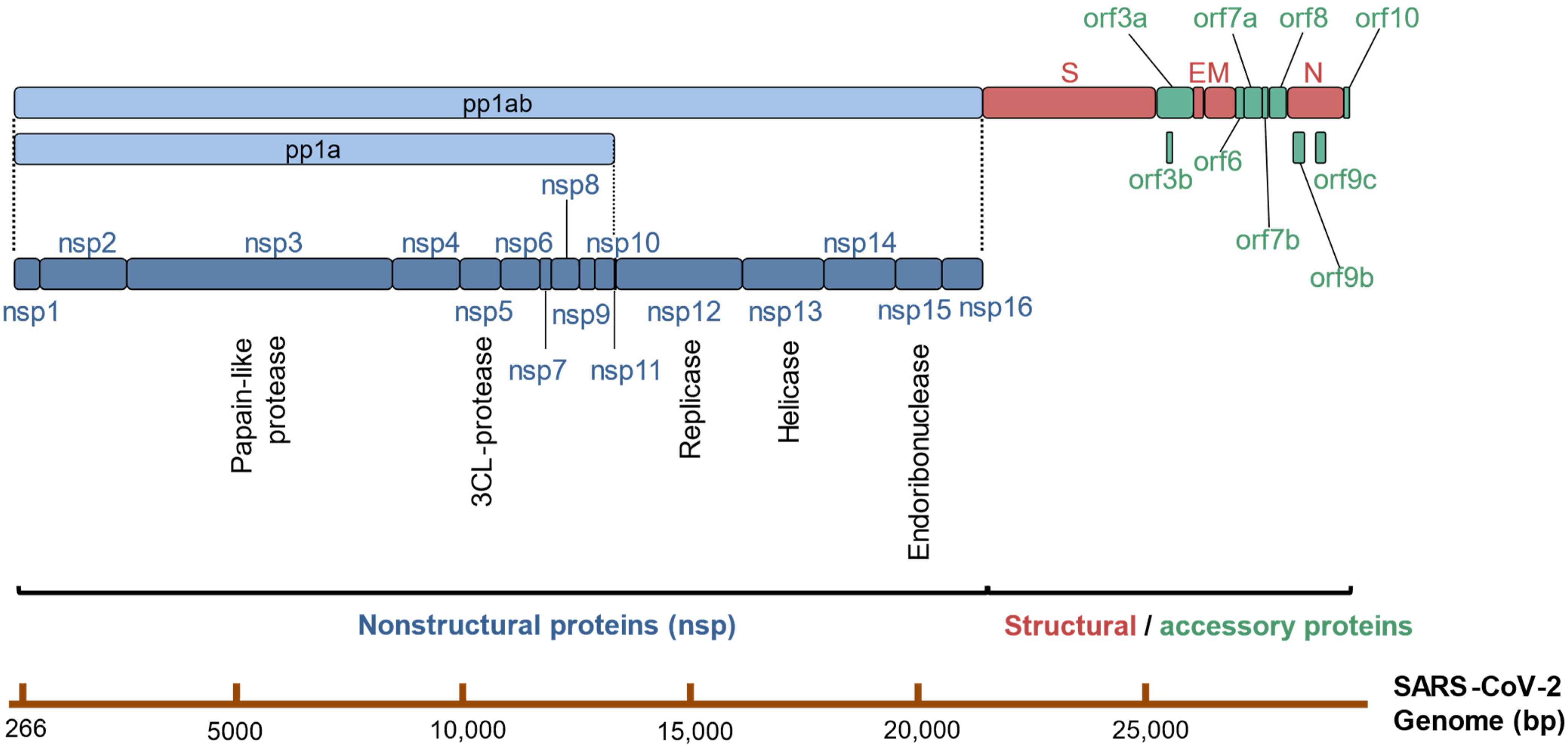 Viruses 14 01349 g001