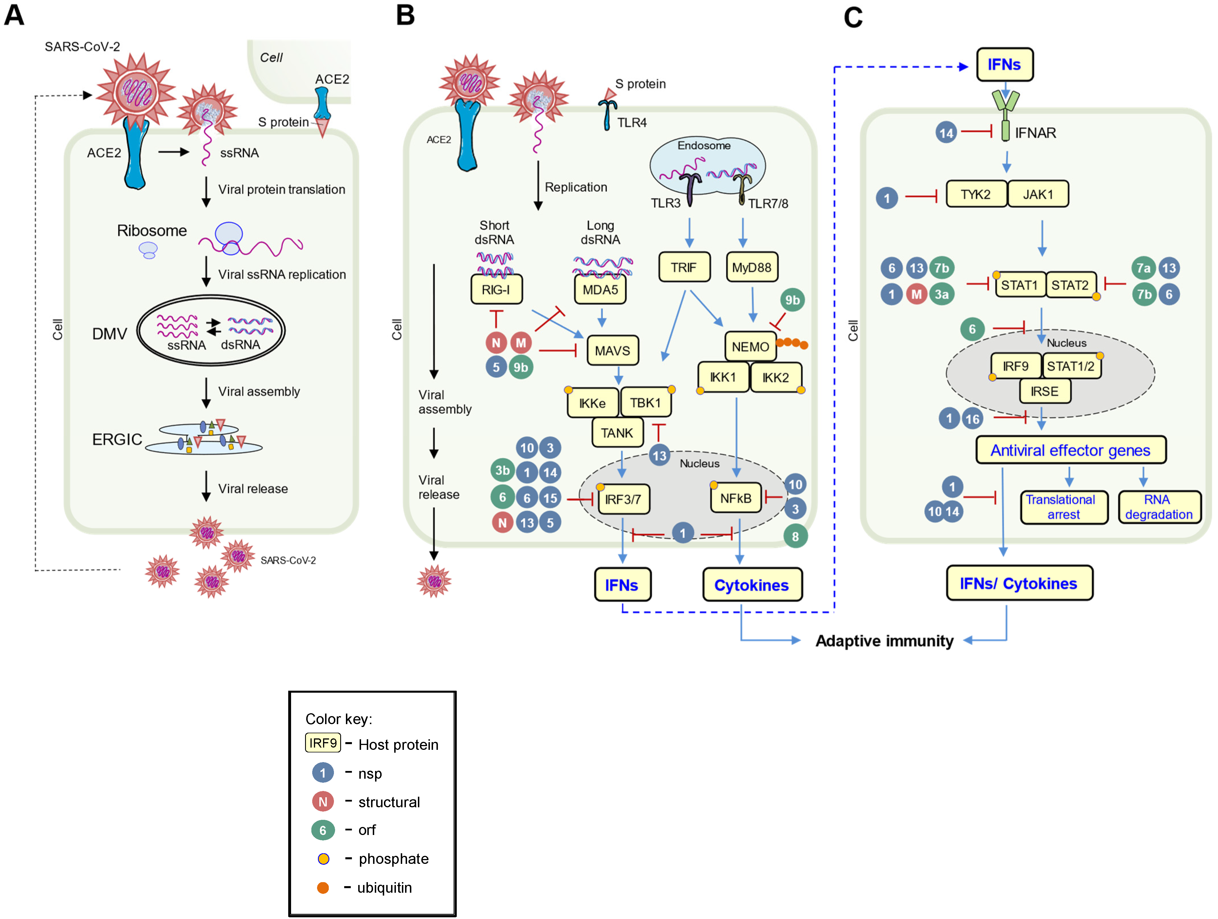 Viruses 14 01349 g002