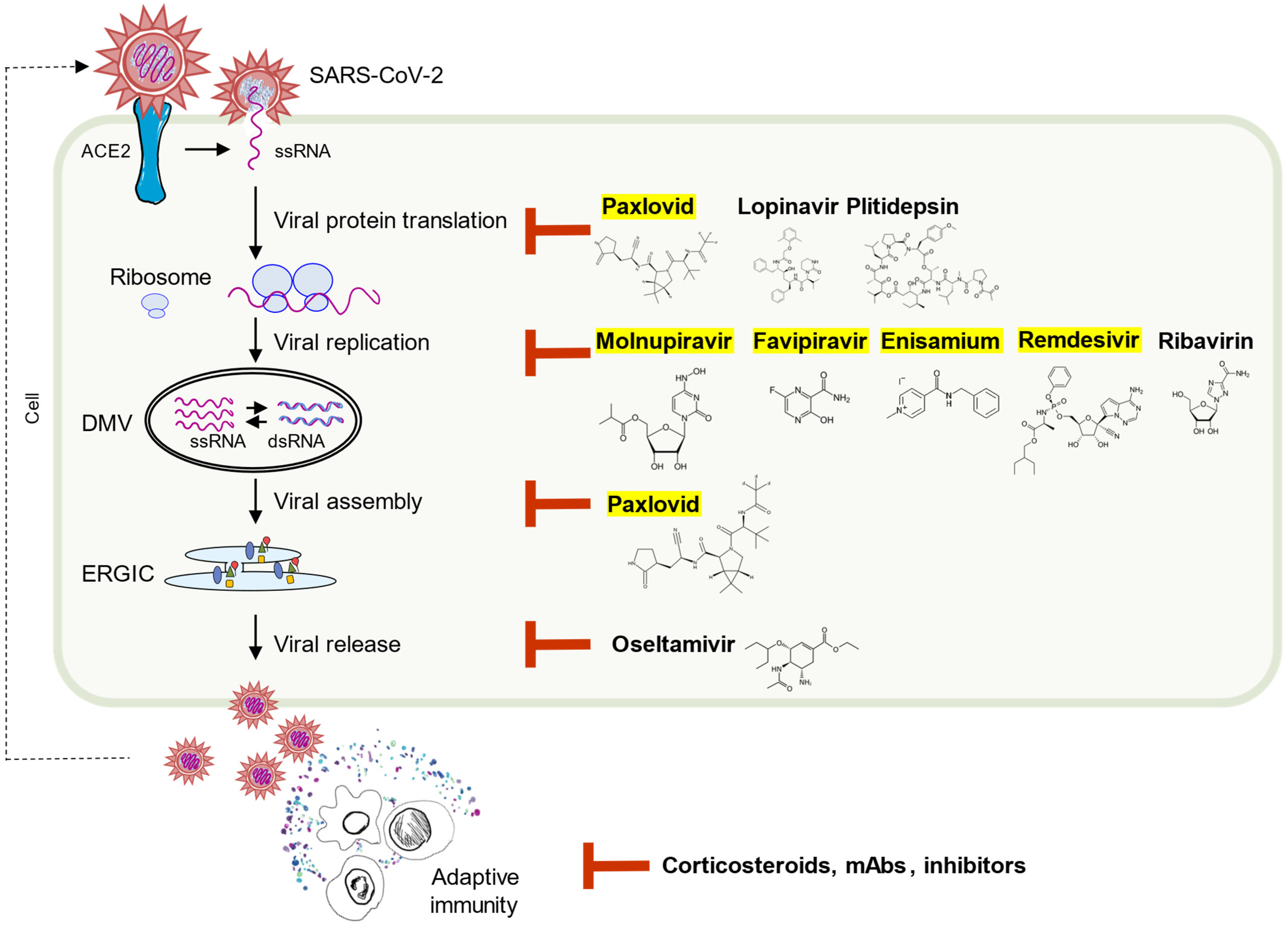 Viruses 14 01349 g003