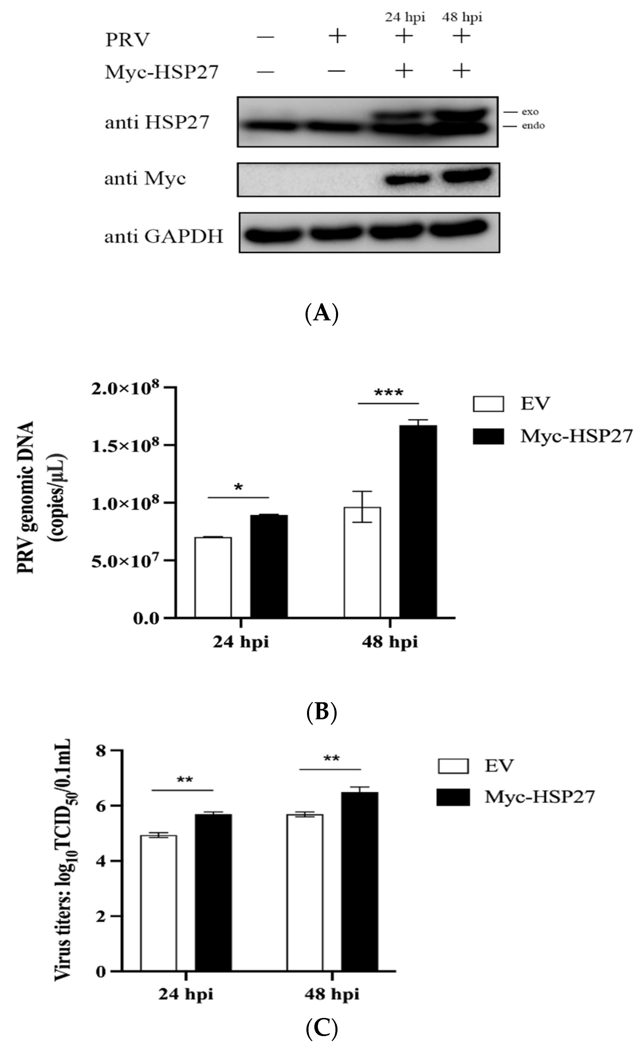 Viruses 14 01851 g001