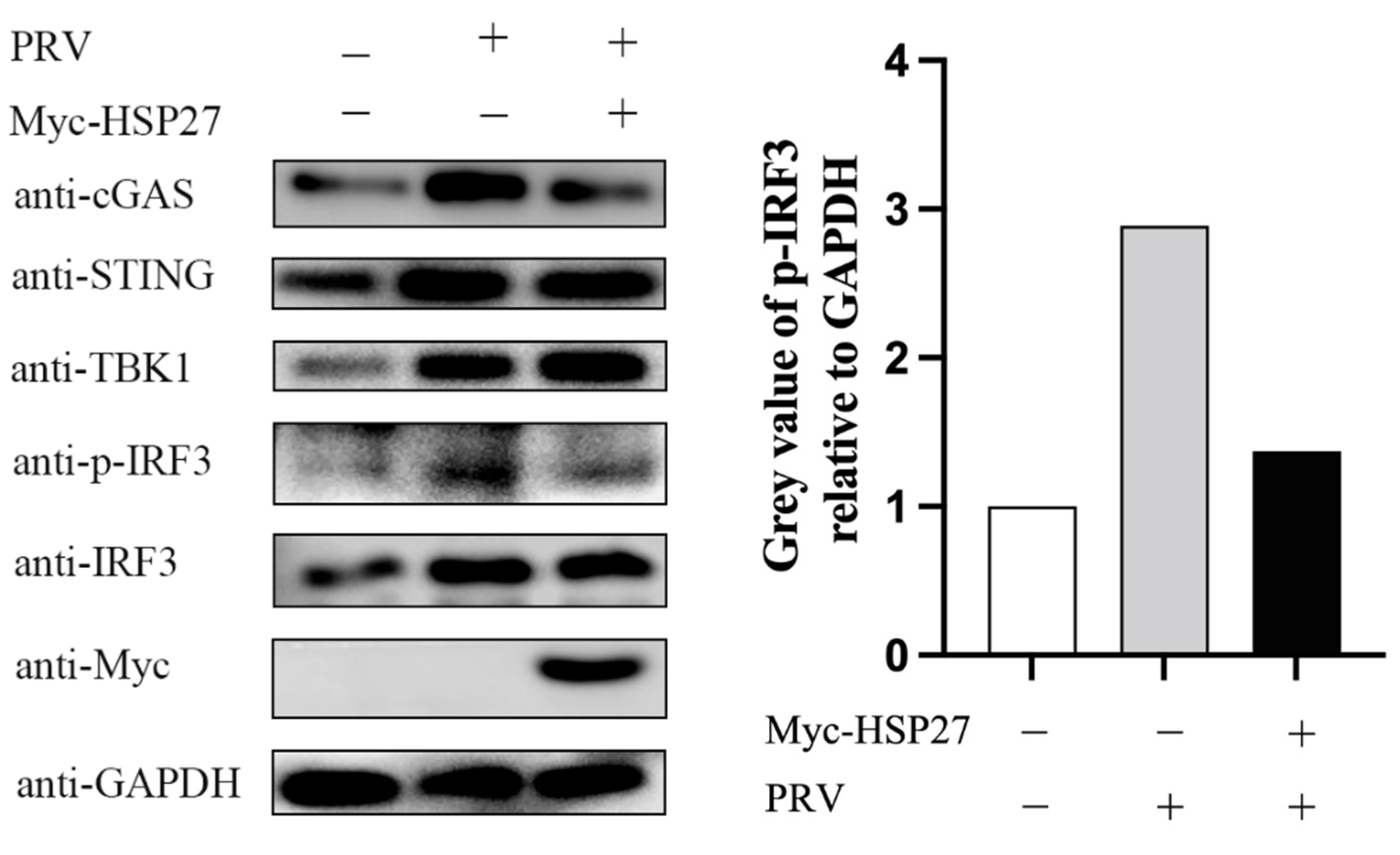 Viruses 14 01851 g004