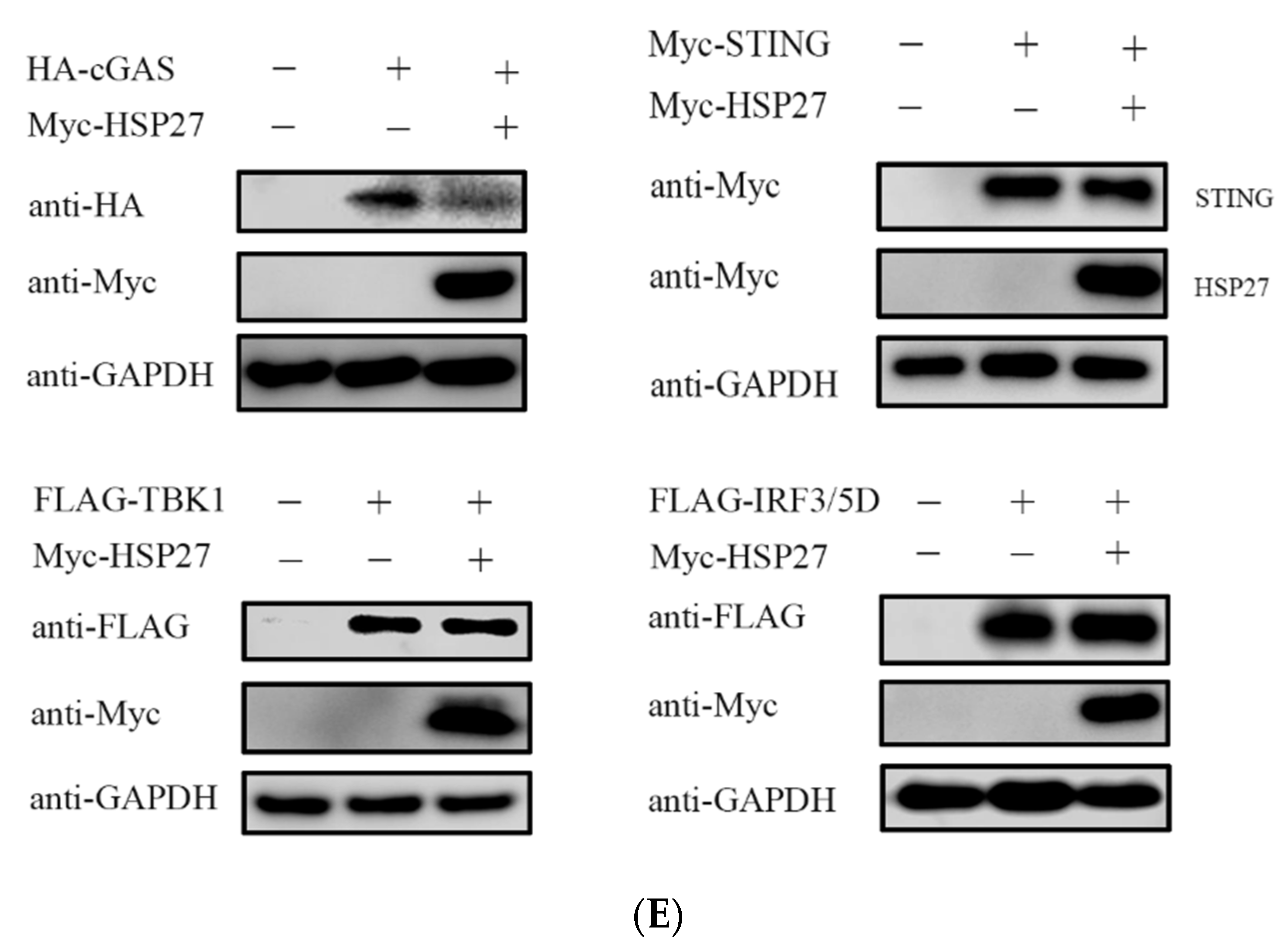 Viruses 14 01851 g005b