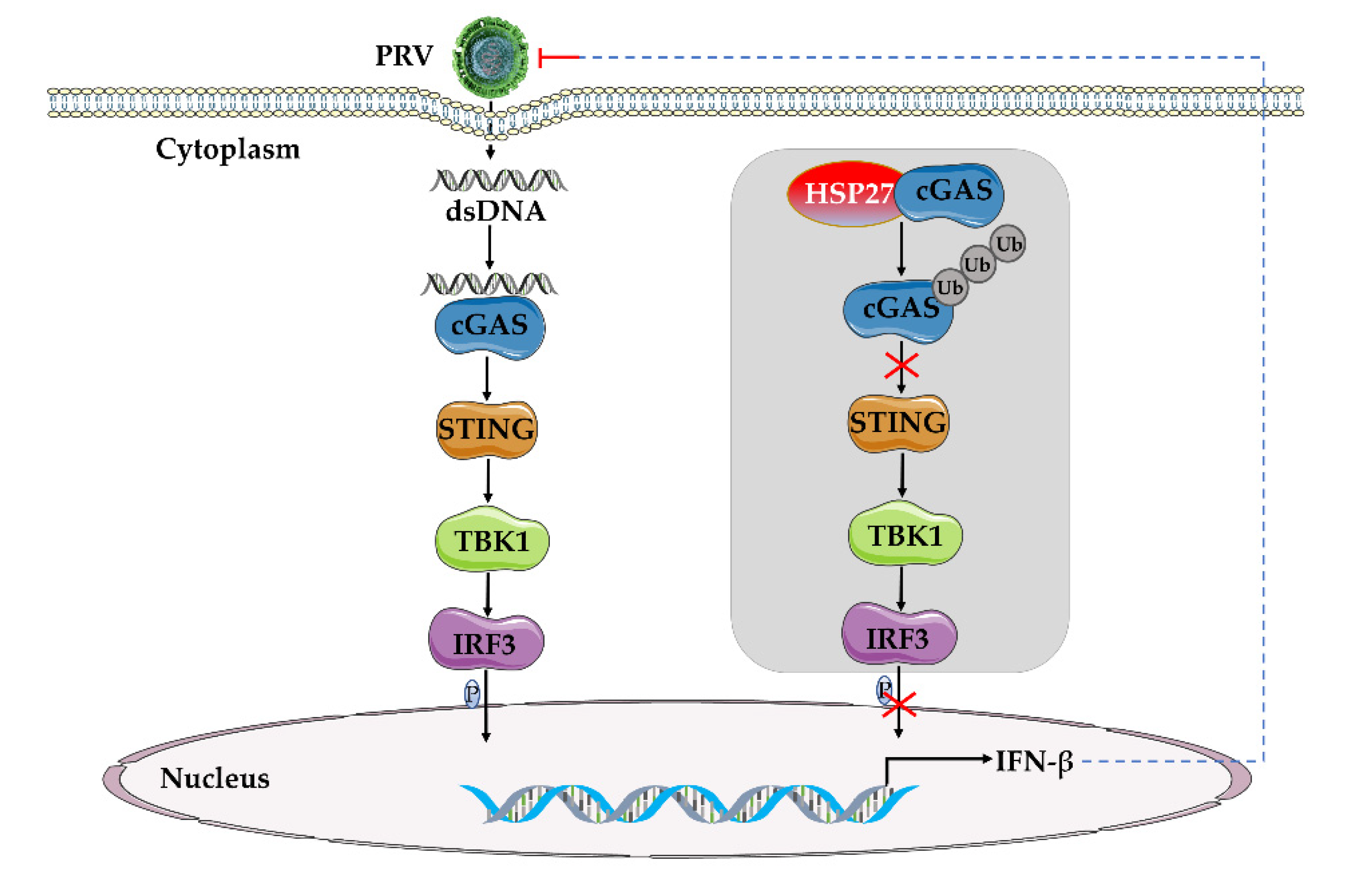 Viruses 14 01851 g008