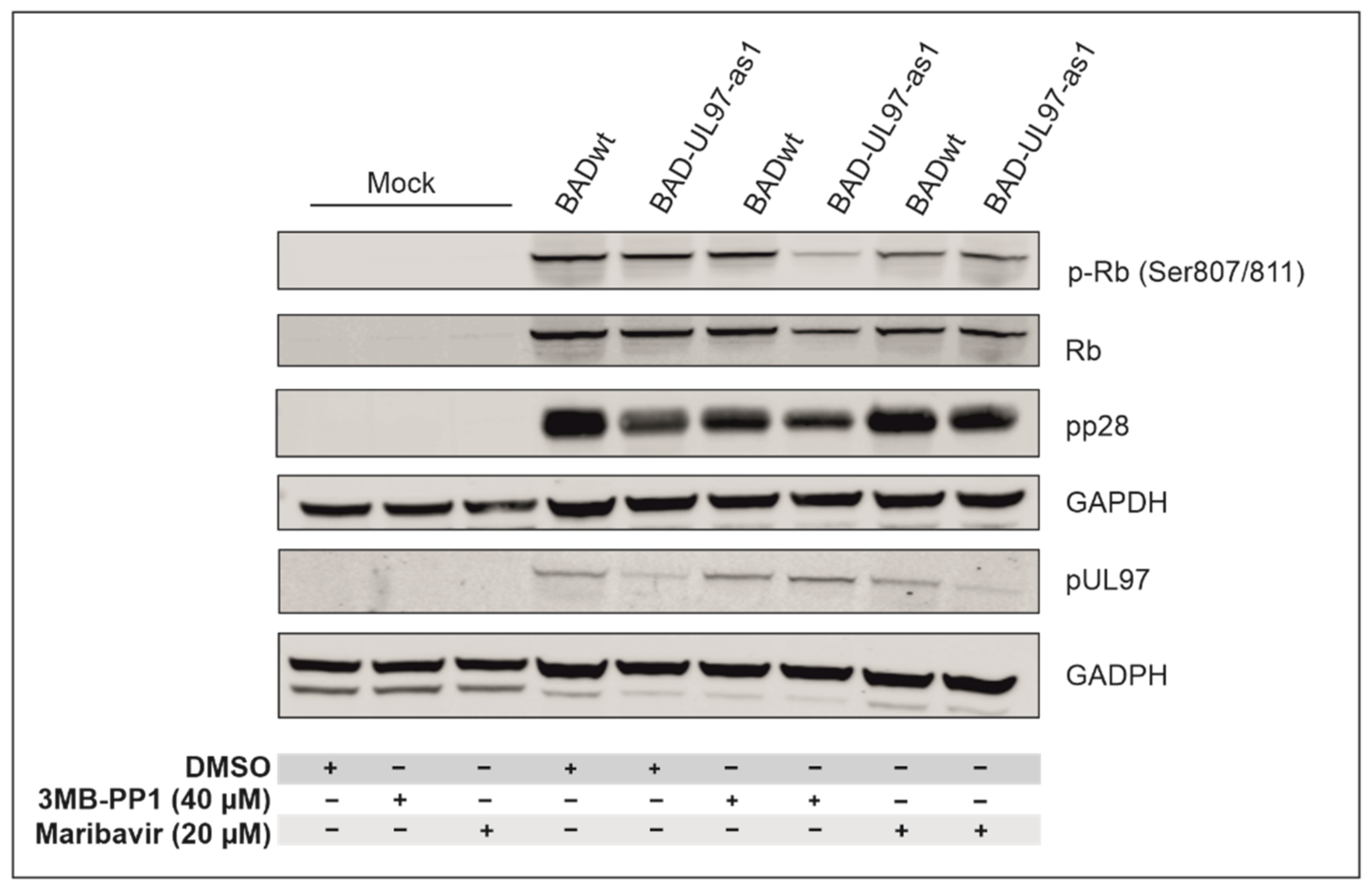 Viruses 14 02285 g004 Viruses 14 02285 g004