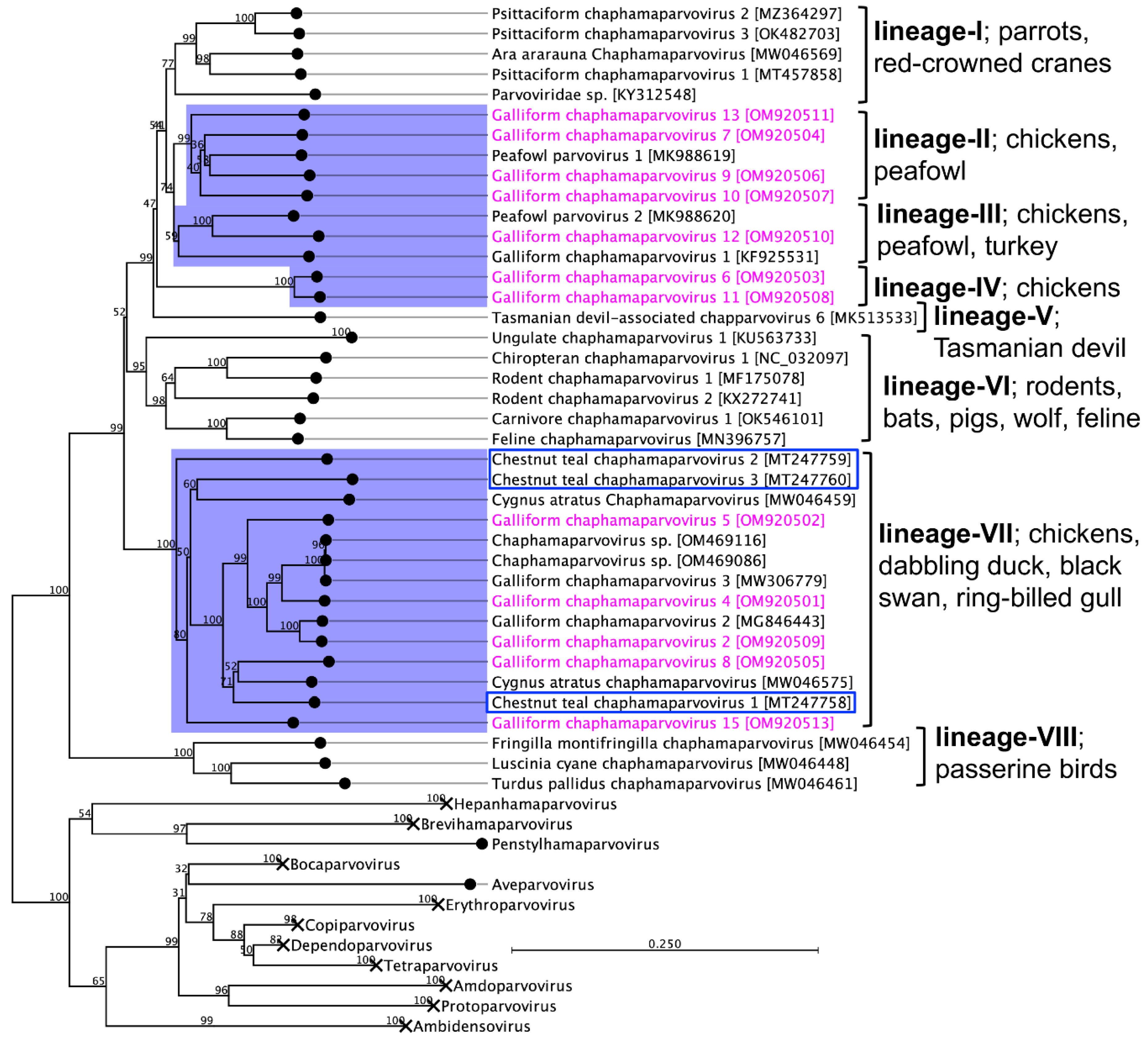 Viruses 14 02543 g004 Viruses 14 02543 g004
