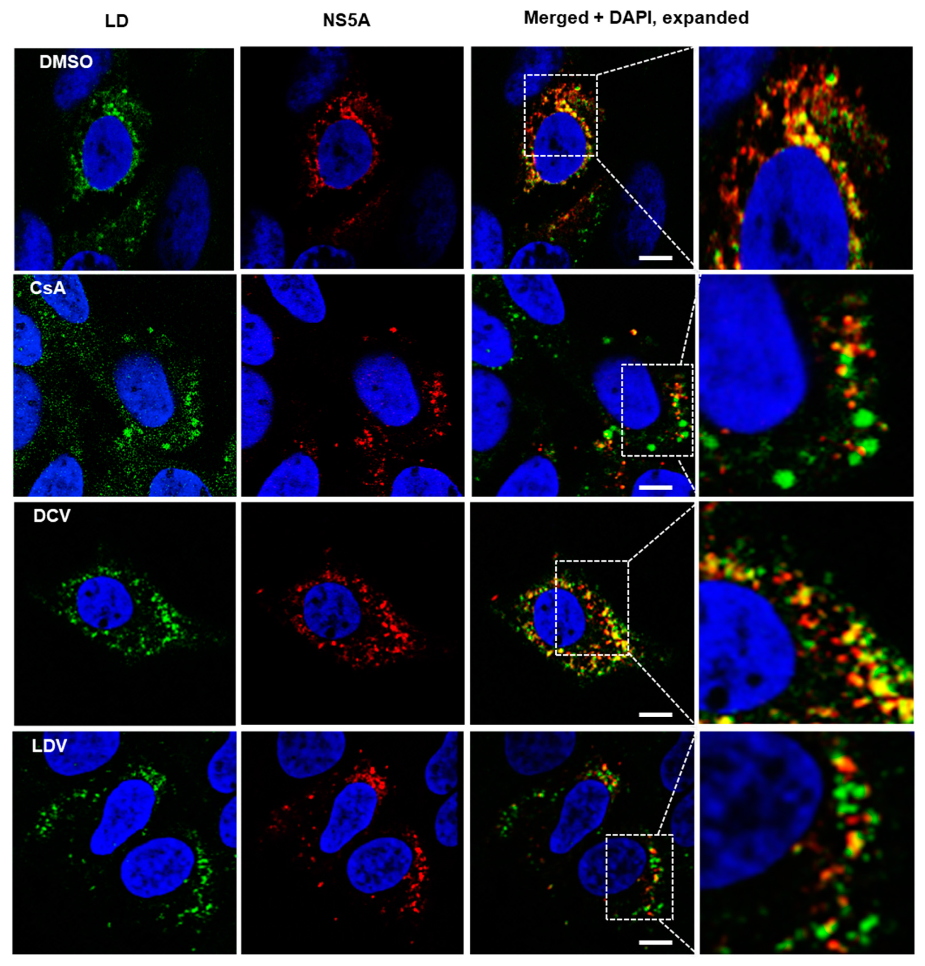 Viruses 15 00981 g003
