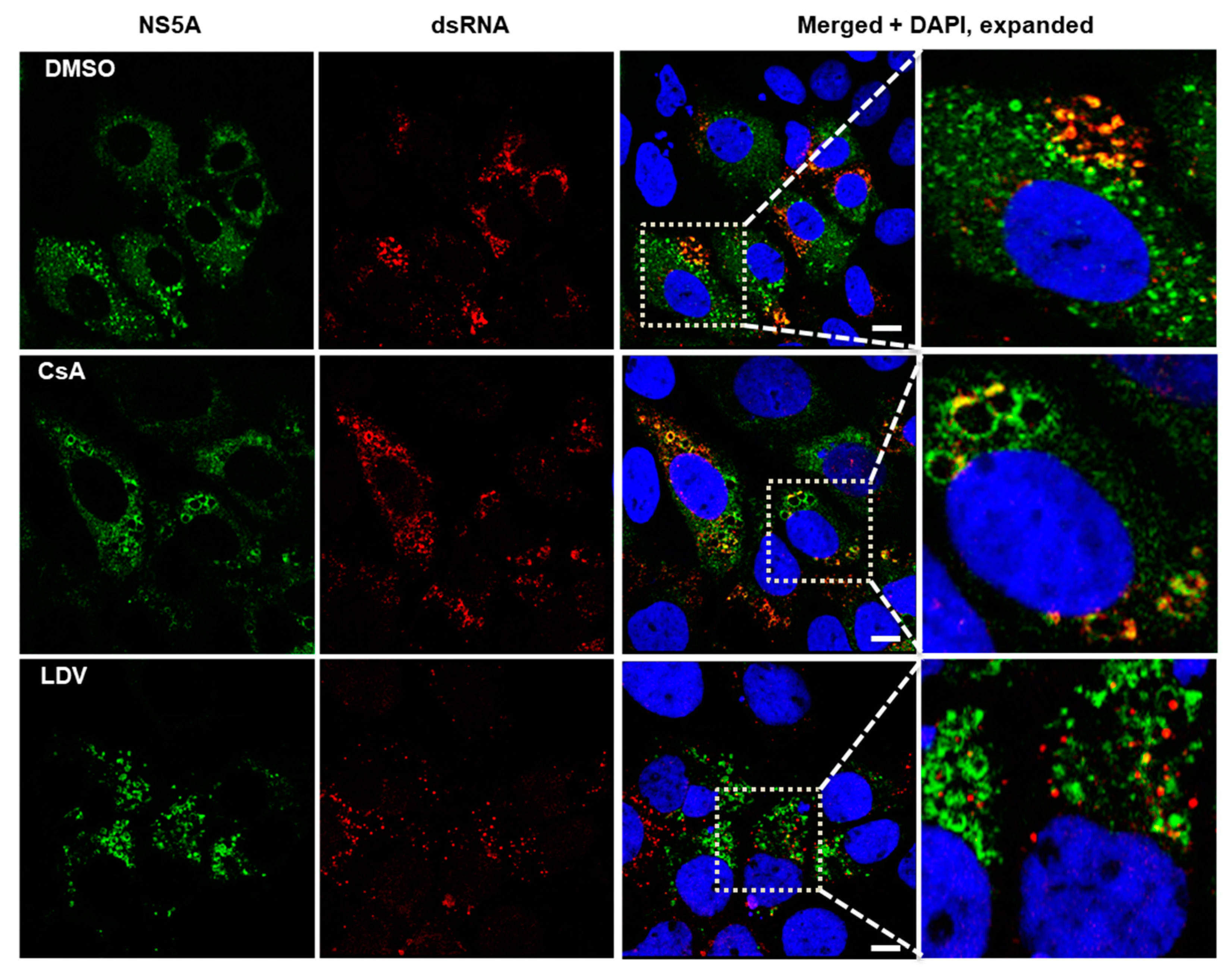 Viruses 15 00981 g005