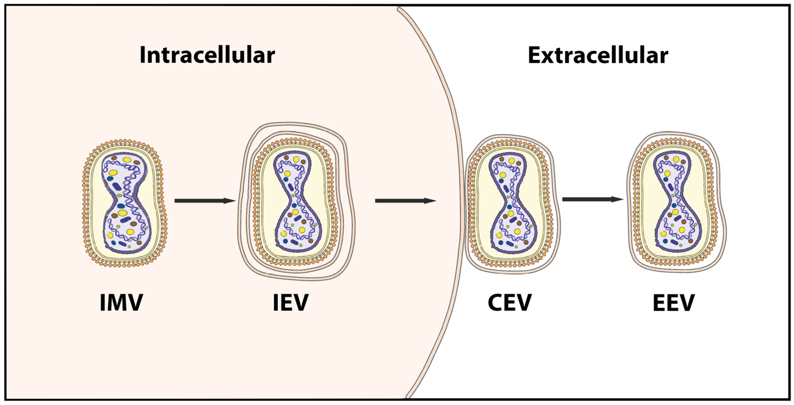 Viruses 15 00995 g001
