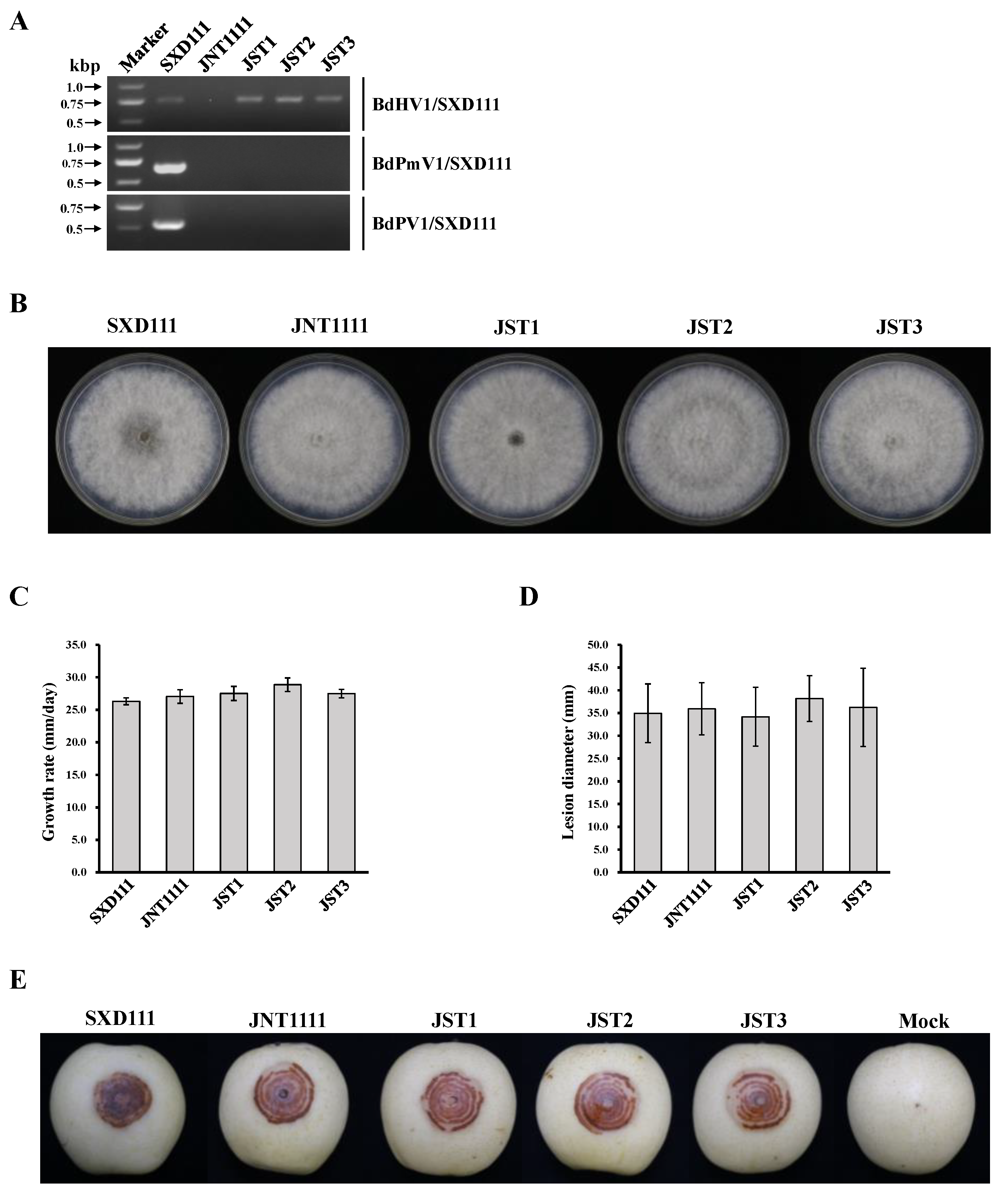 Viruses 15 02059 g005