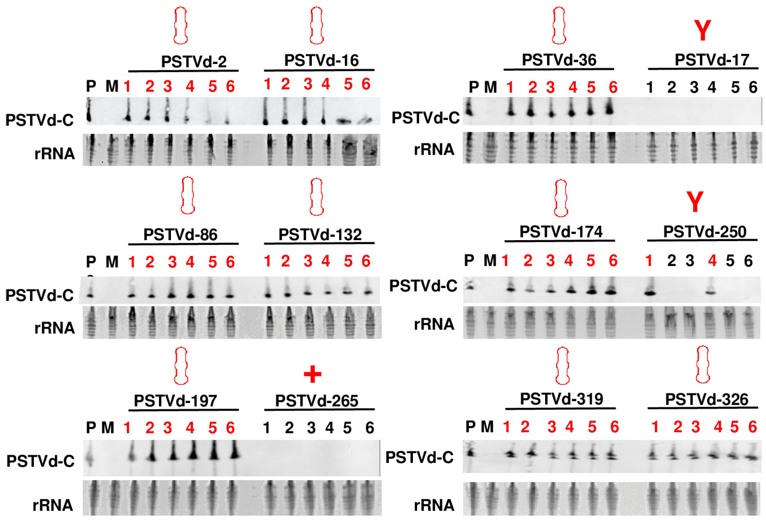 Viruses 15 02307 g003