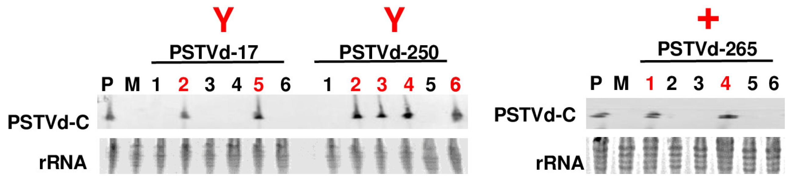 Viruses 15 02307 g004