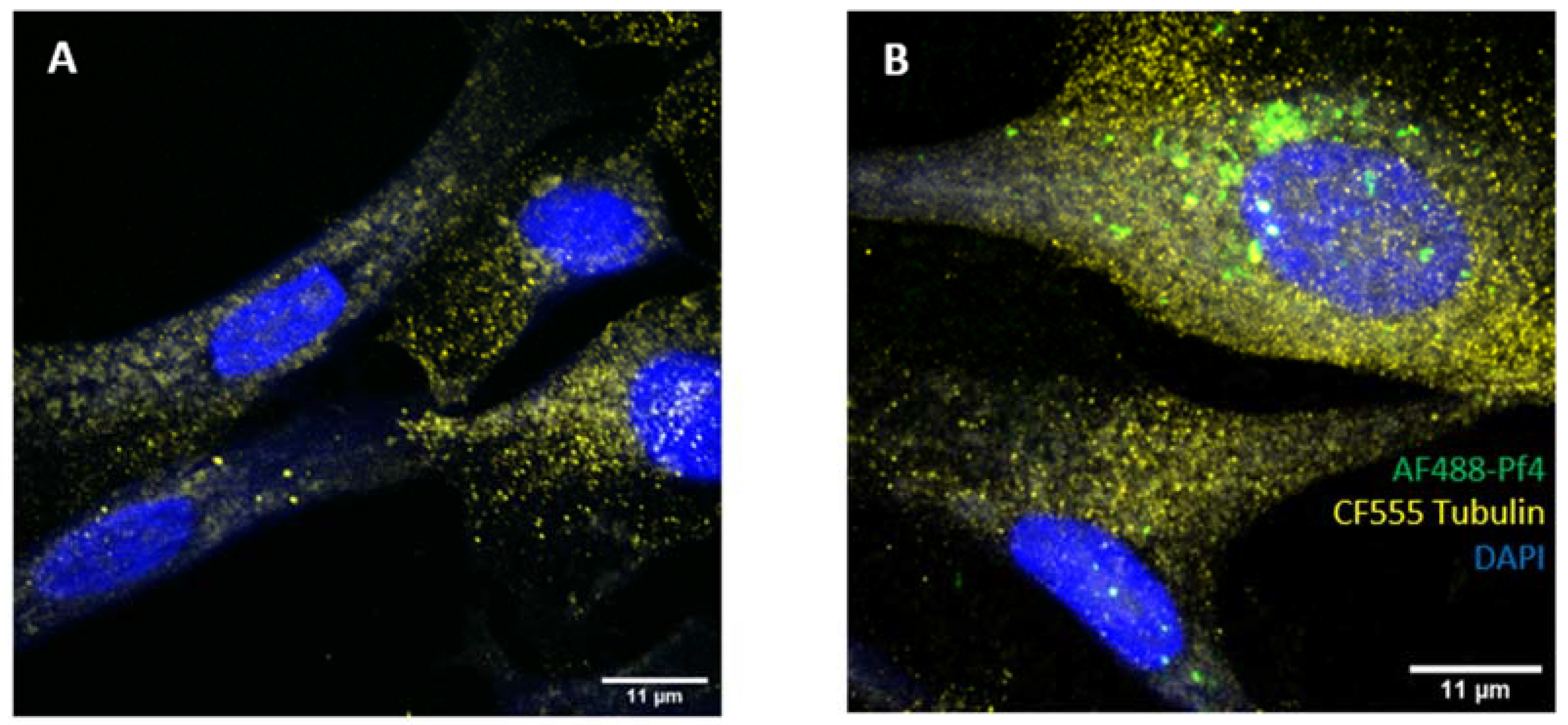 Viruses 16 00165 g005a Viruses 16 00165 g005a
