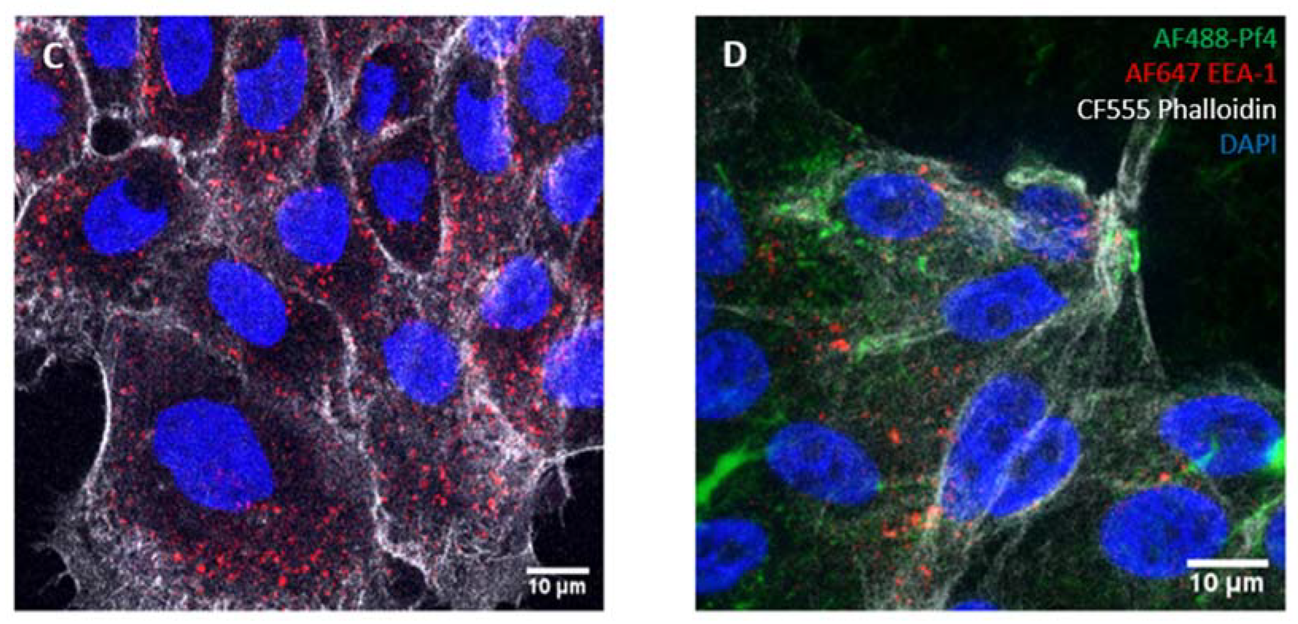 Viruses 16 00165 g005b Viruses 16 00165 g005b