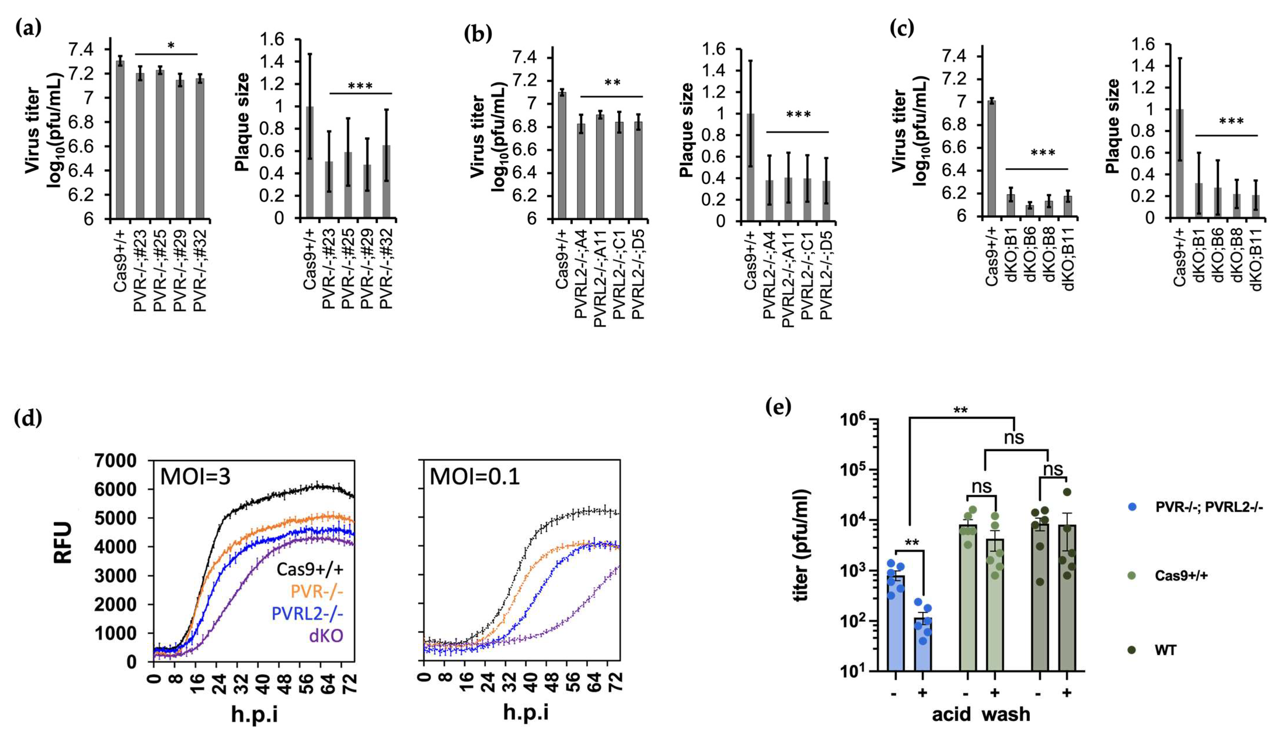 Viruses 16 00297 g002