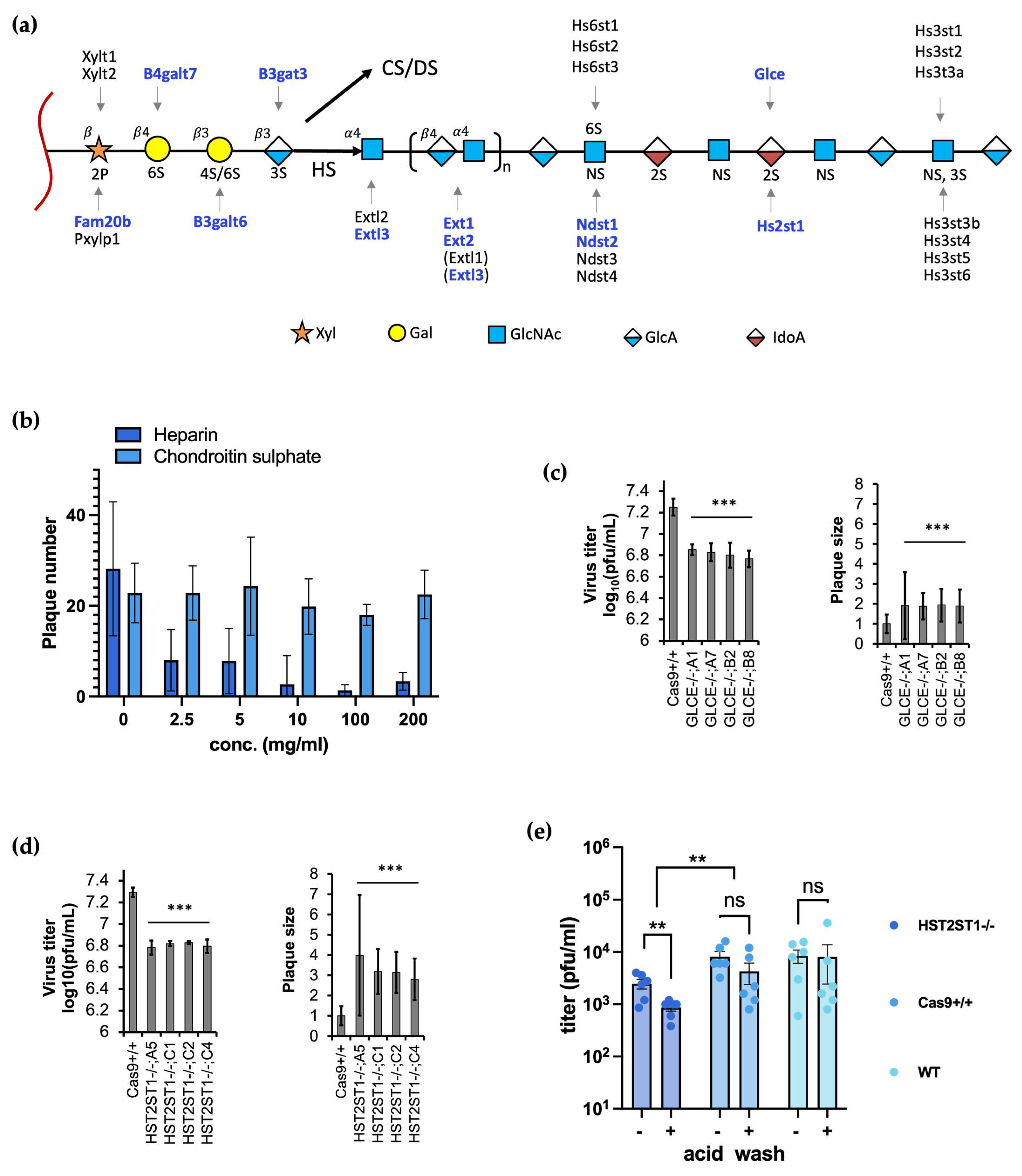 Viruses 16 00297 g003