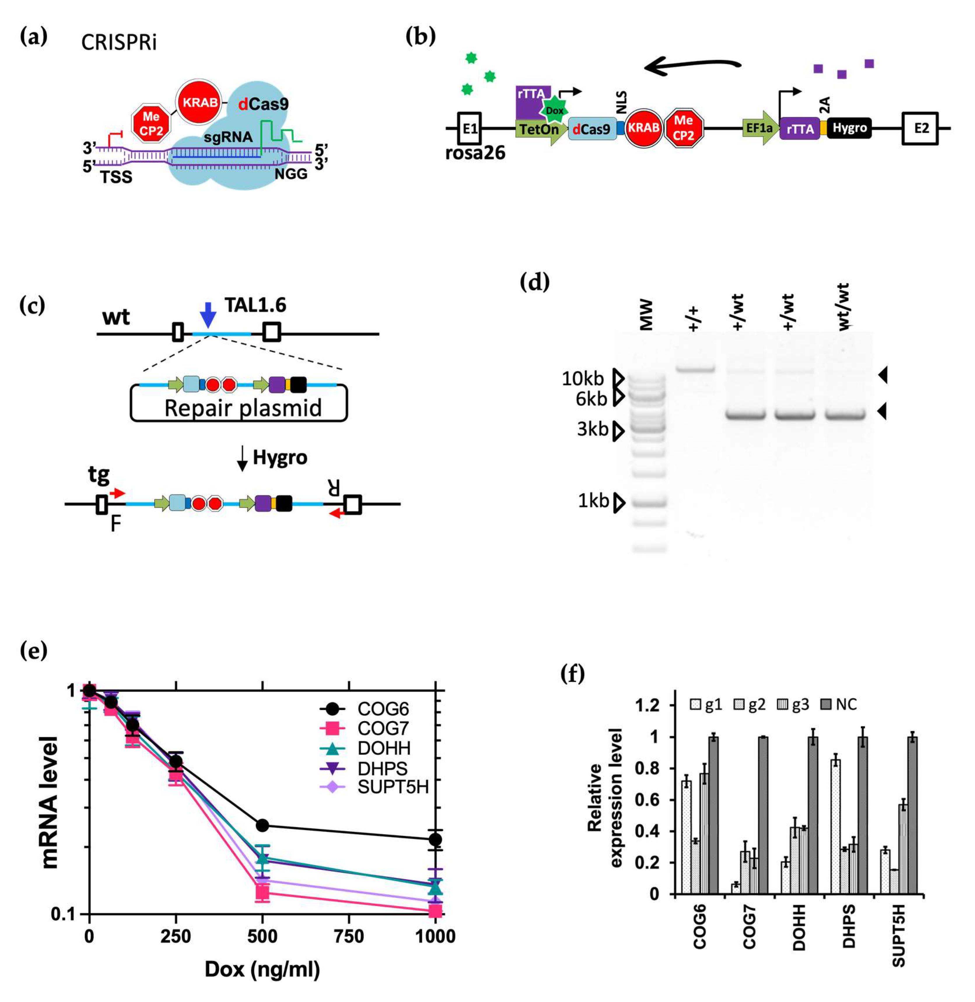 Viruses 16 00297 g006