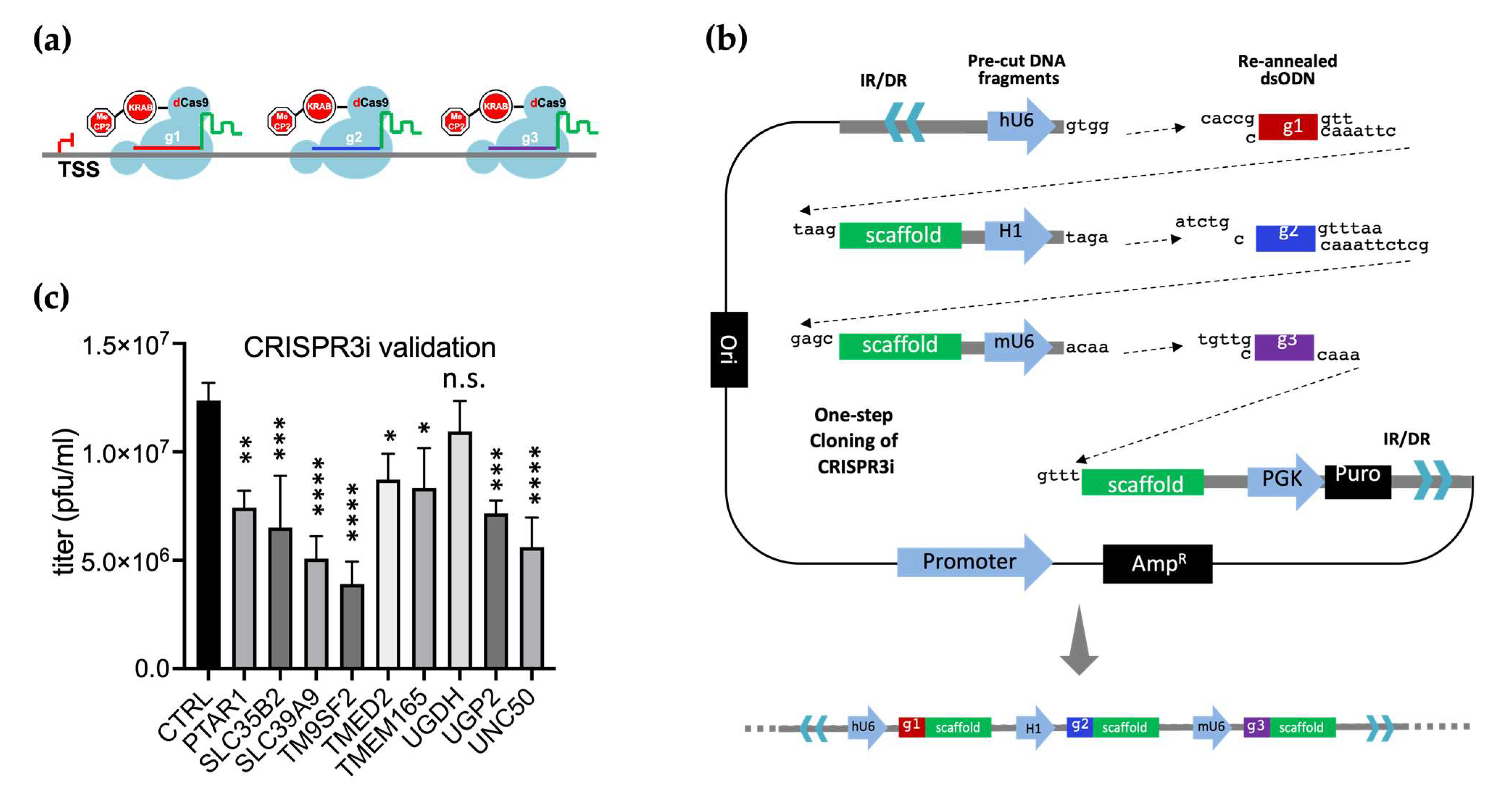 Viruses 16 00297 g007
