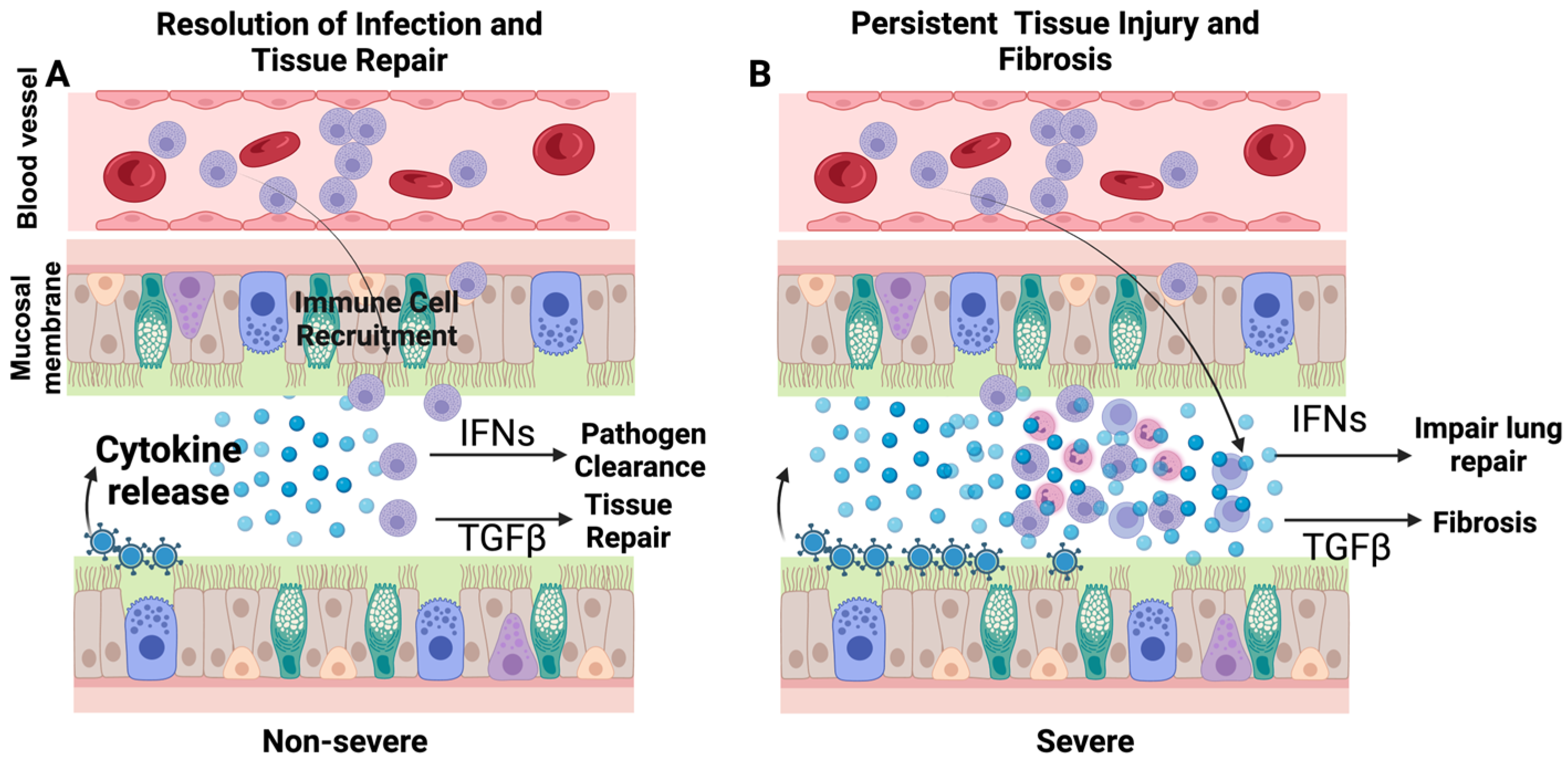 Viruses 16 00308 g002