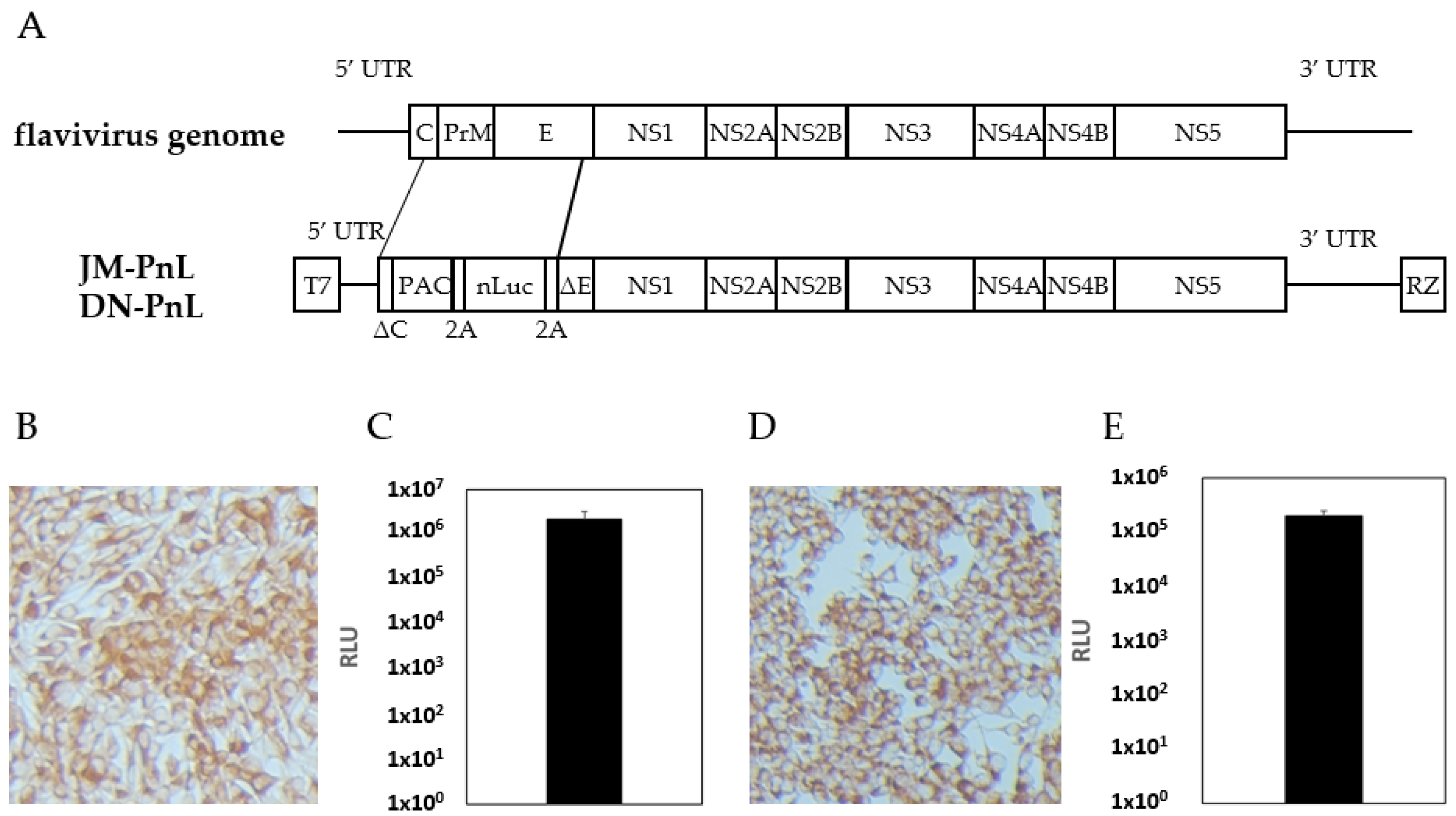Viruses 16 00524 g001