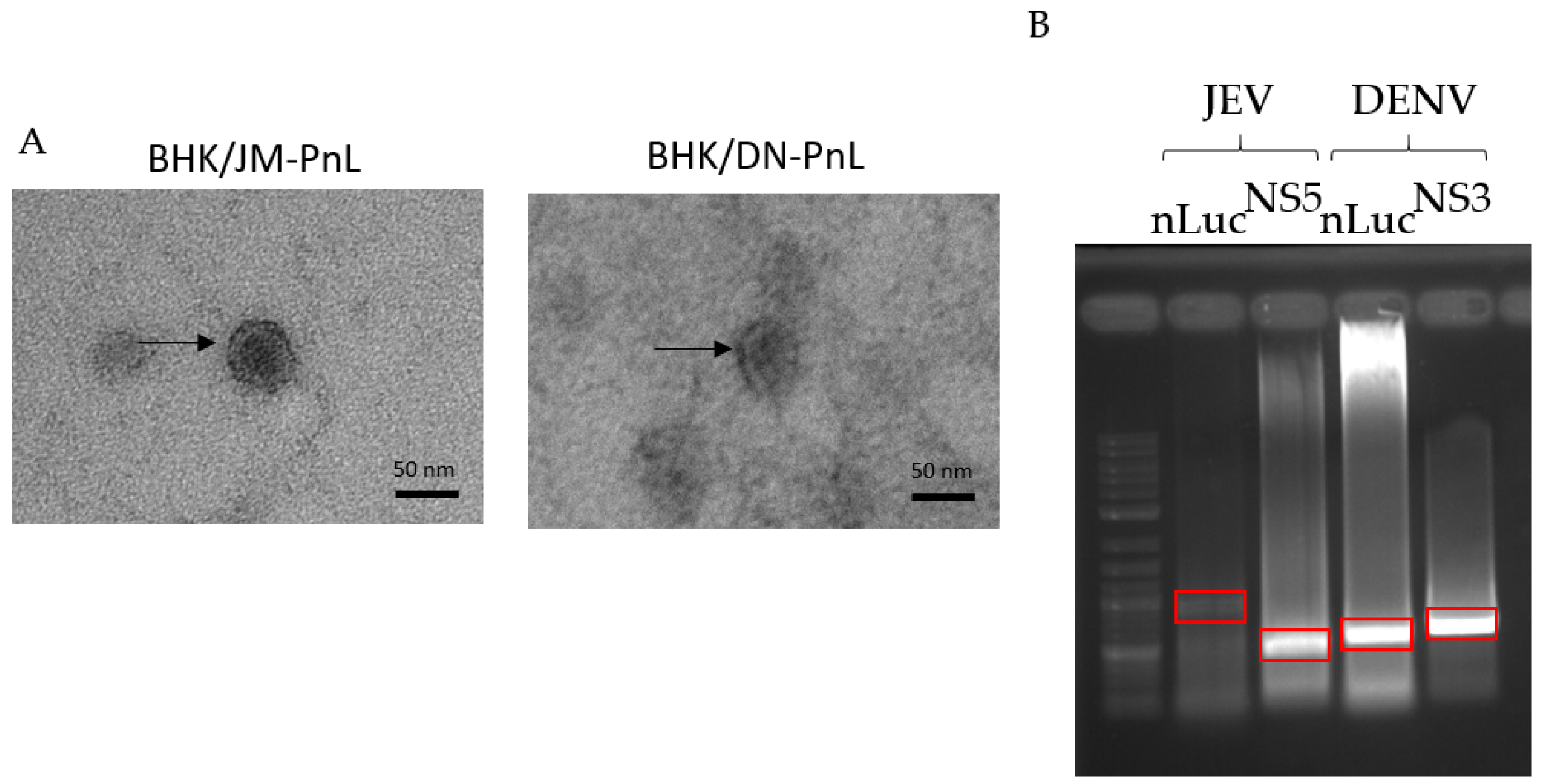 Viruses 16 00524 g002