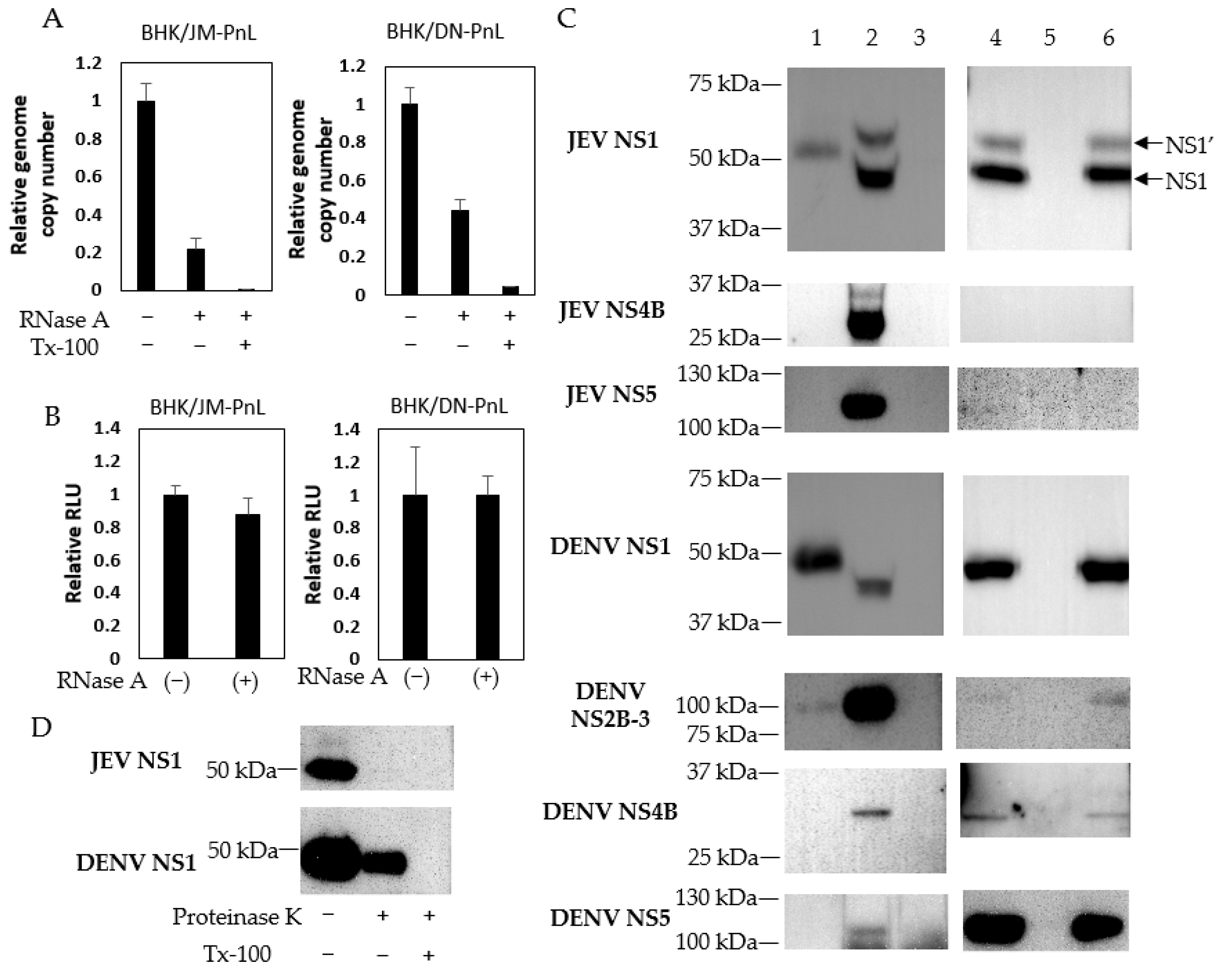 Viruses 16 00524 g003