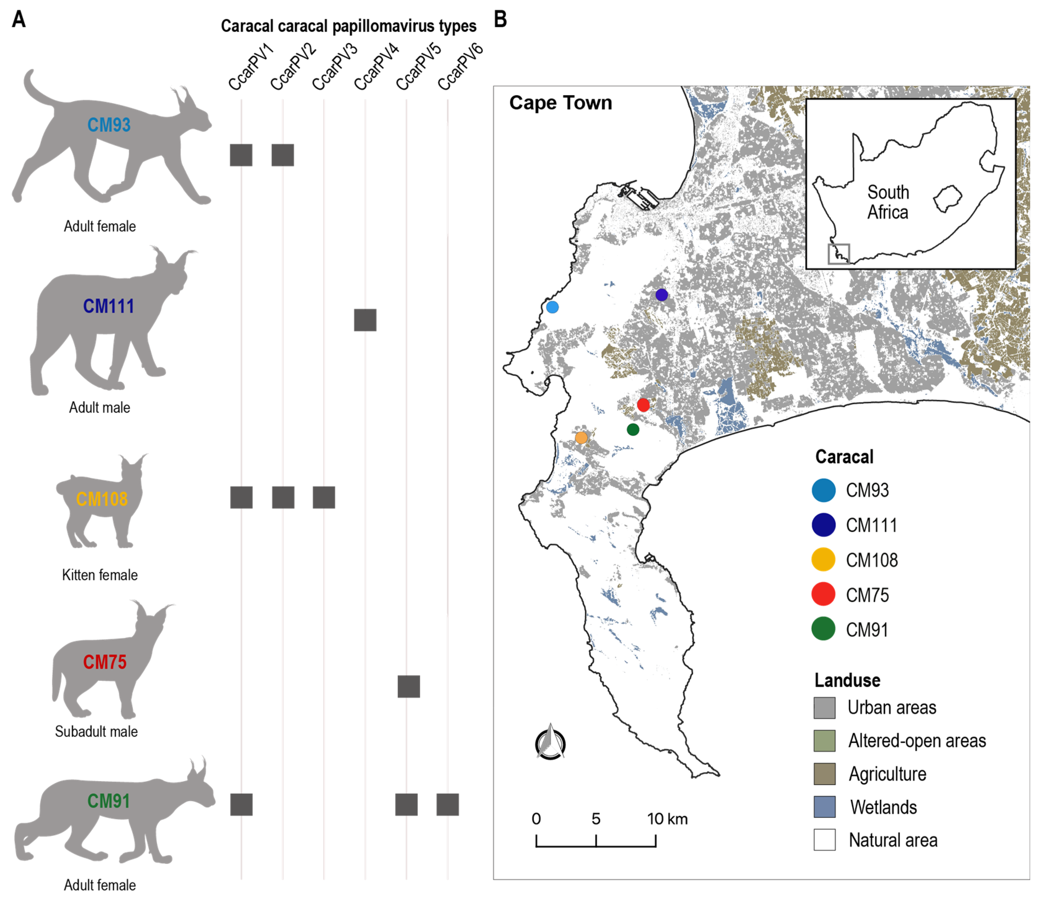 Viruses 16 00701 g001