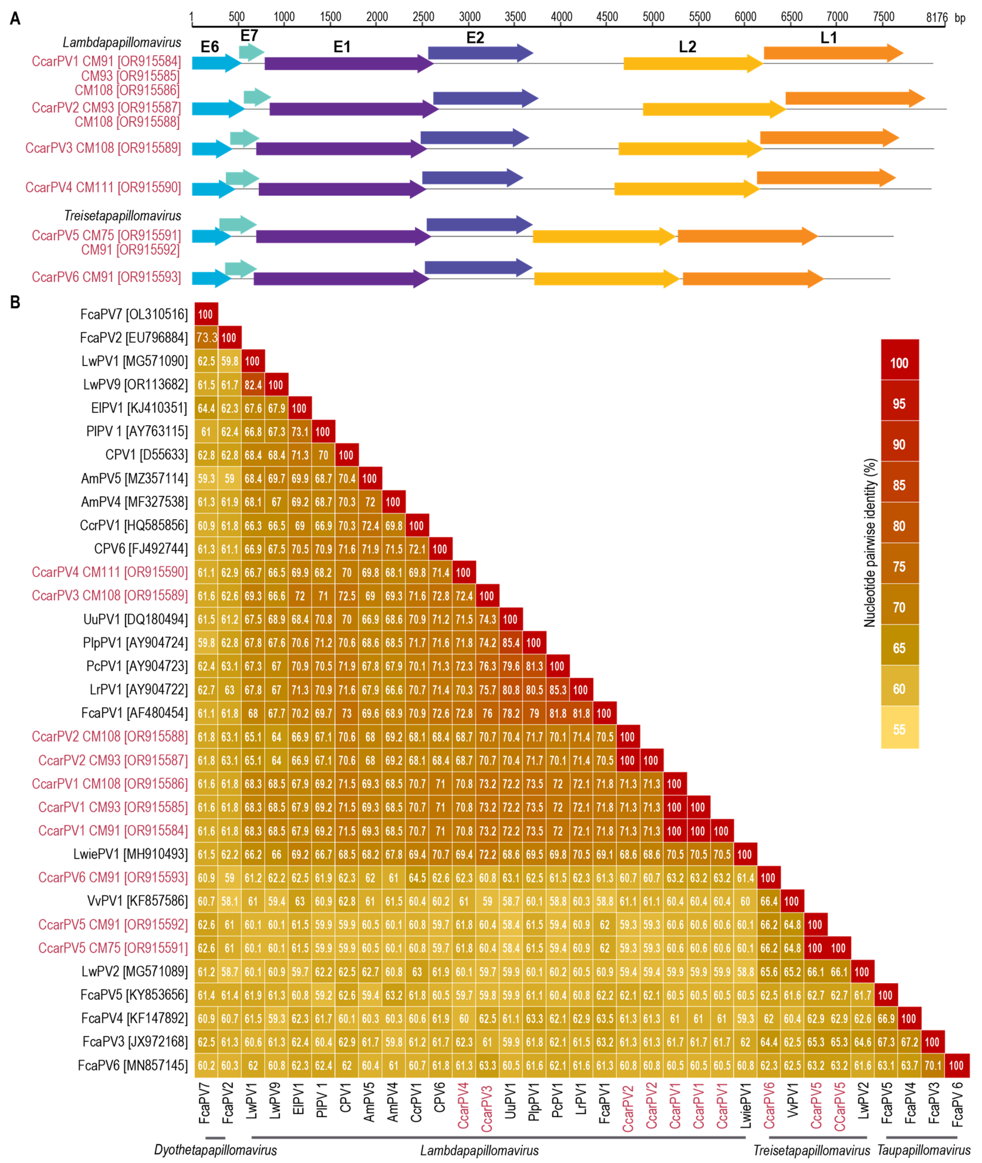 Viruses 16 00701 g002