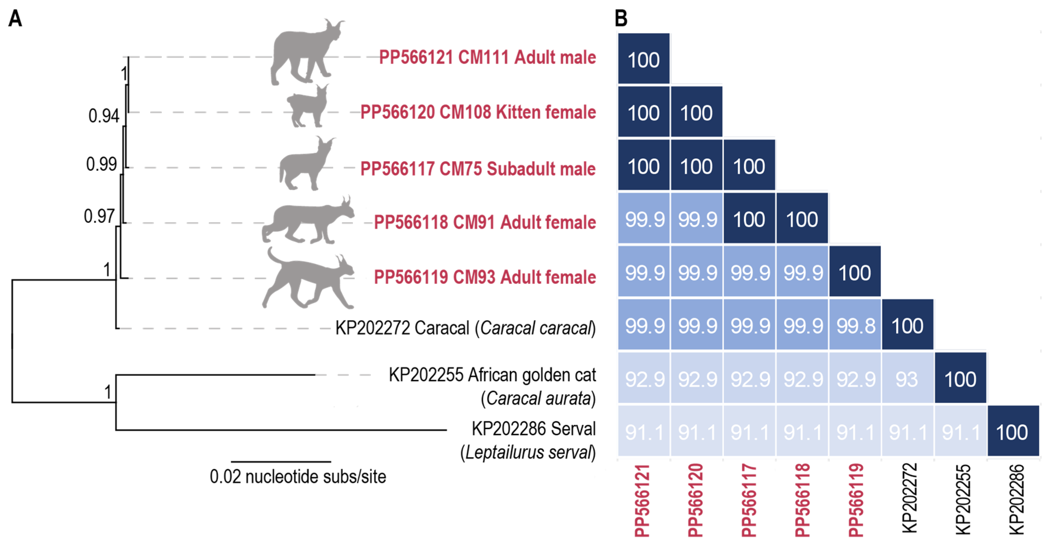 Viruses 16 00701 g003