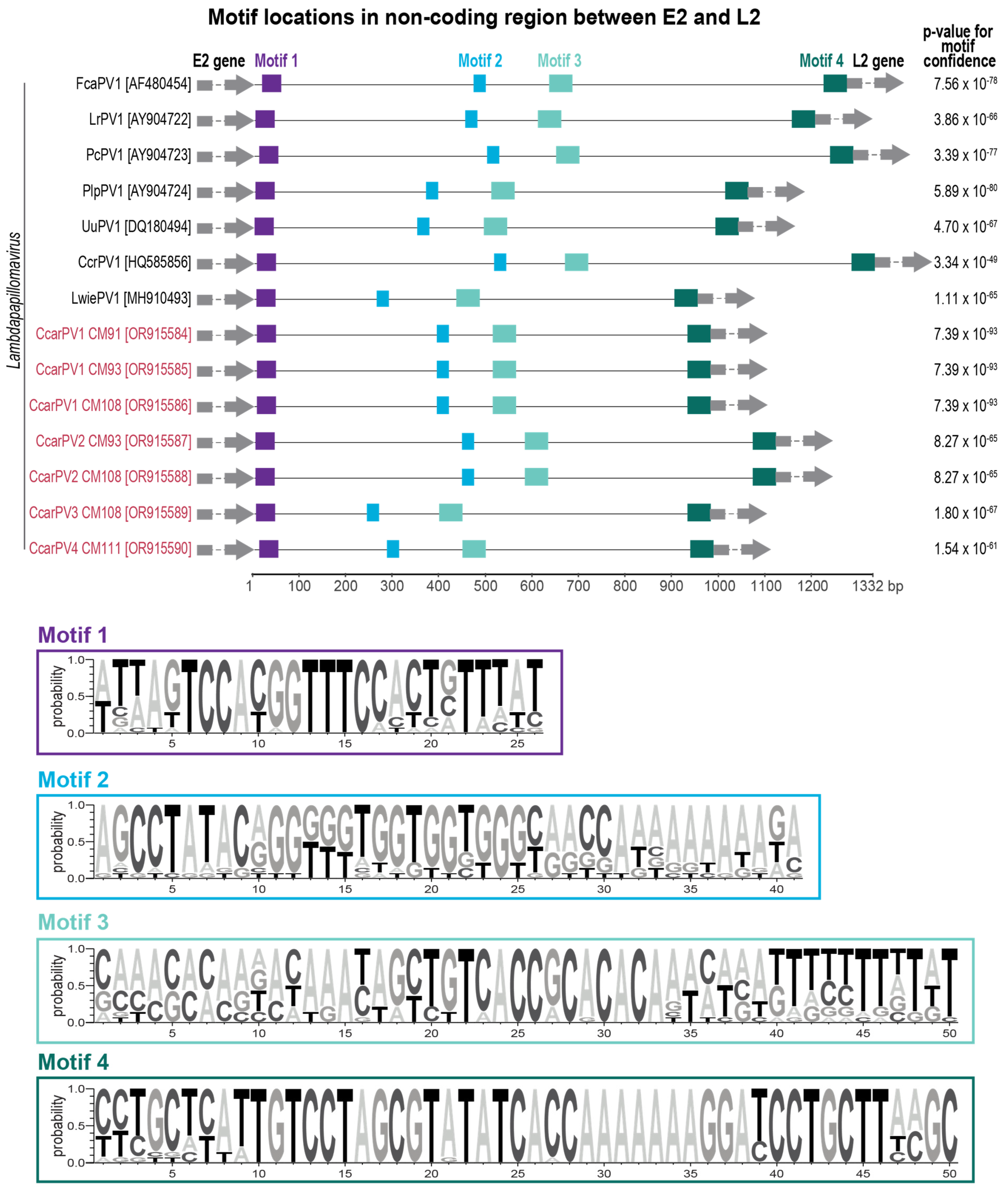 Viruses 16 00701 g005
