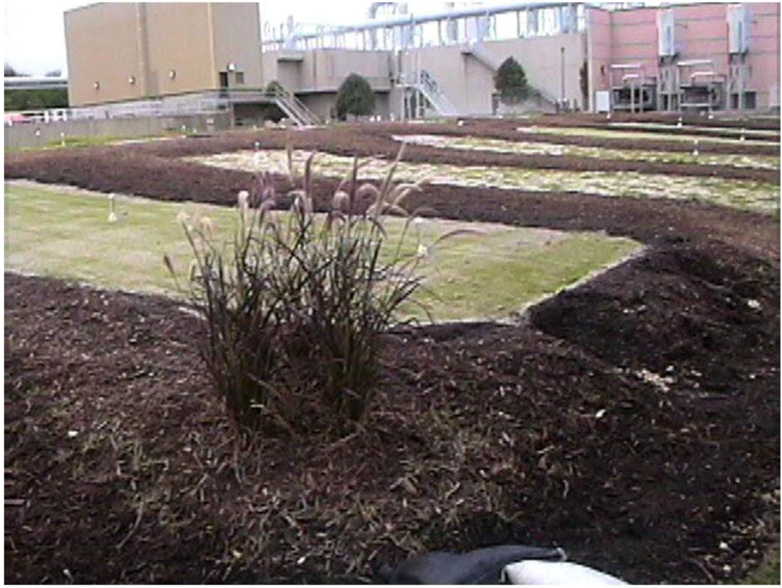 turfgrass irrigation