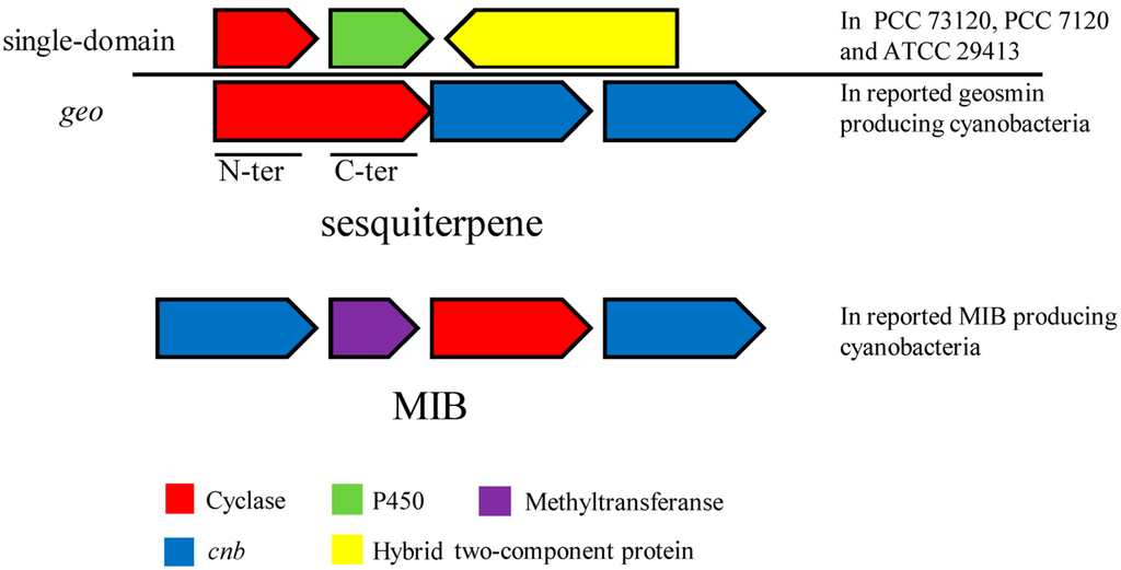 Genes synthesis cluster essay