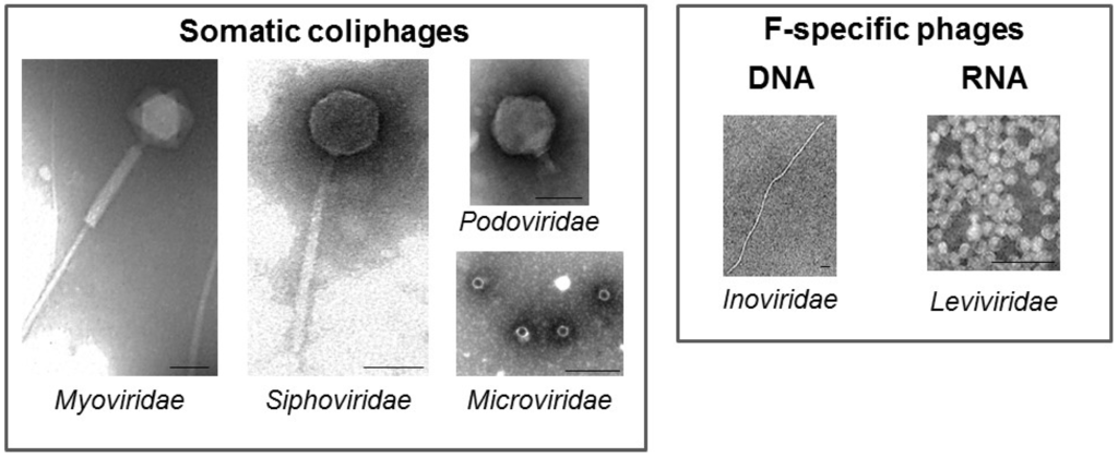 Coliphages Drinking Water Coliphages Drinking Water