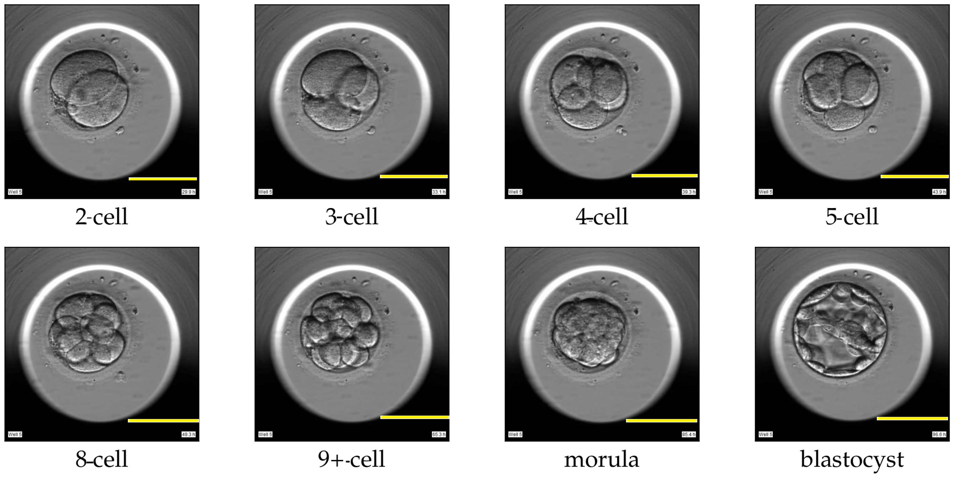 Human Embryo Cell Biology Diagrams