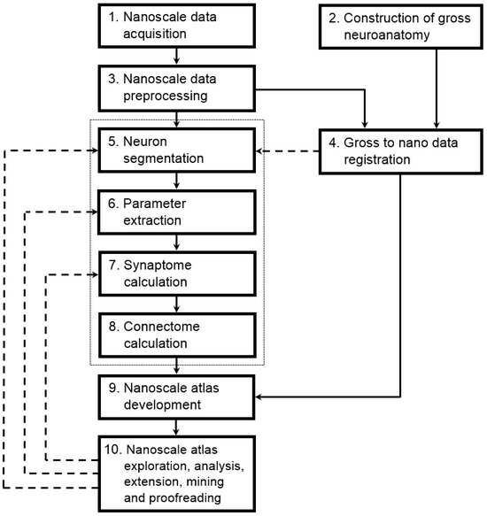 Toward Morphologic Atlasing of the Human Whole Brain at the Toward Morphologic Atlasing of the Human Whole Brain at the