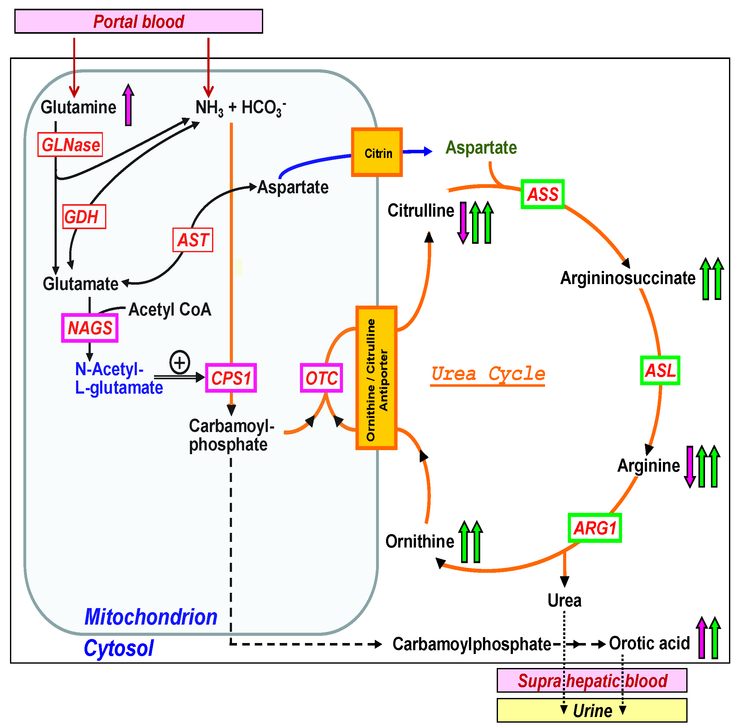 large scale modelling and interactive decision analysis proceedings of a workshop sponsored by iiasa international institute for applied systems analysis and the institute for informatics