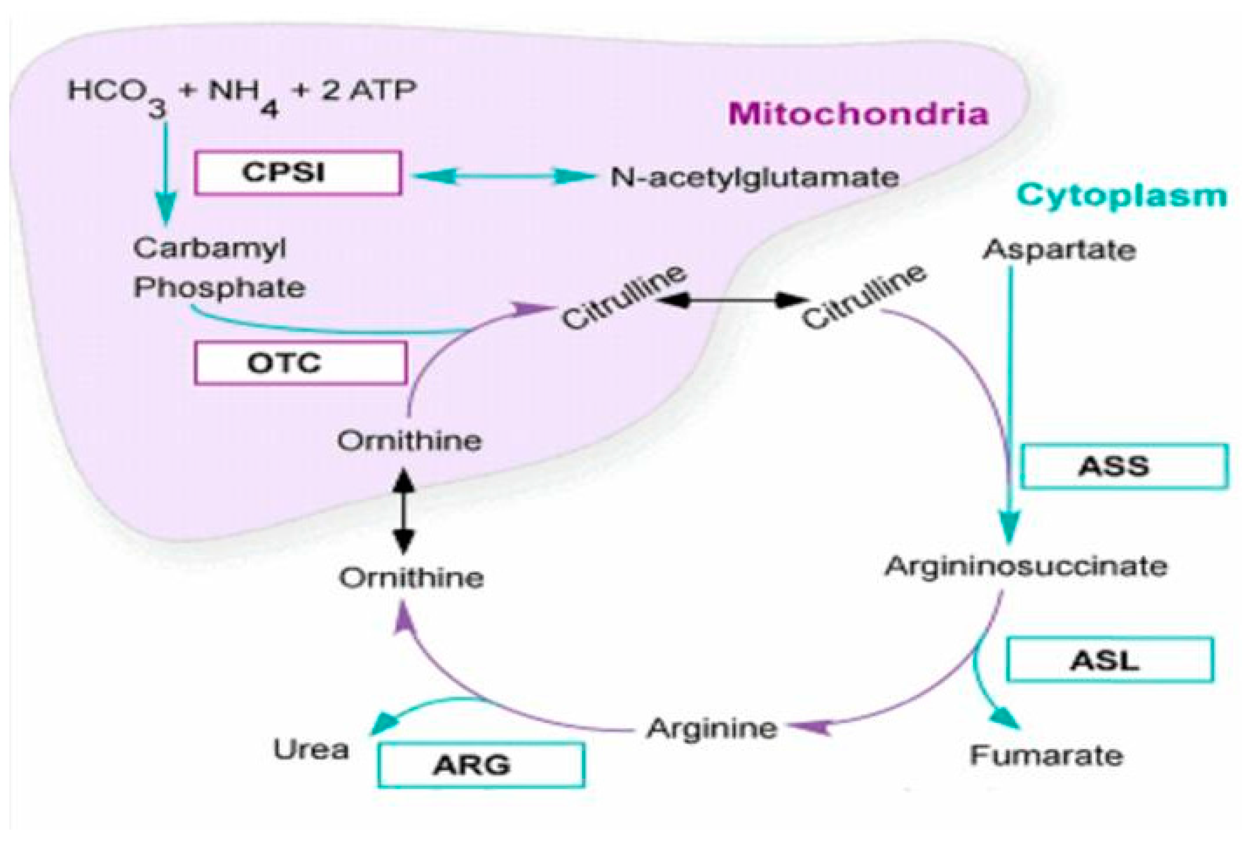 photosynthesis