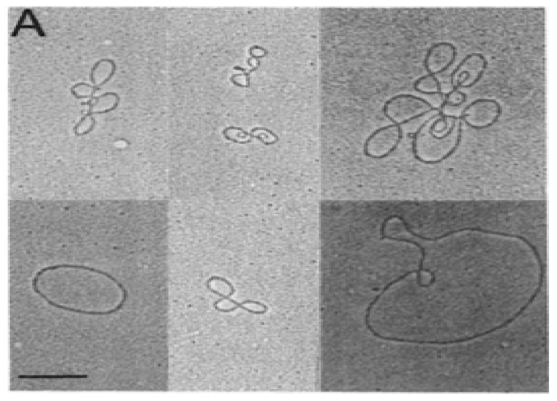 Neonatalscreening 03 00014 g001 550