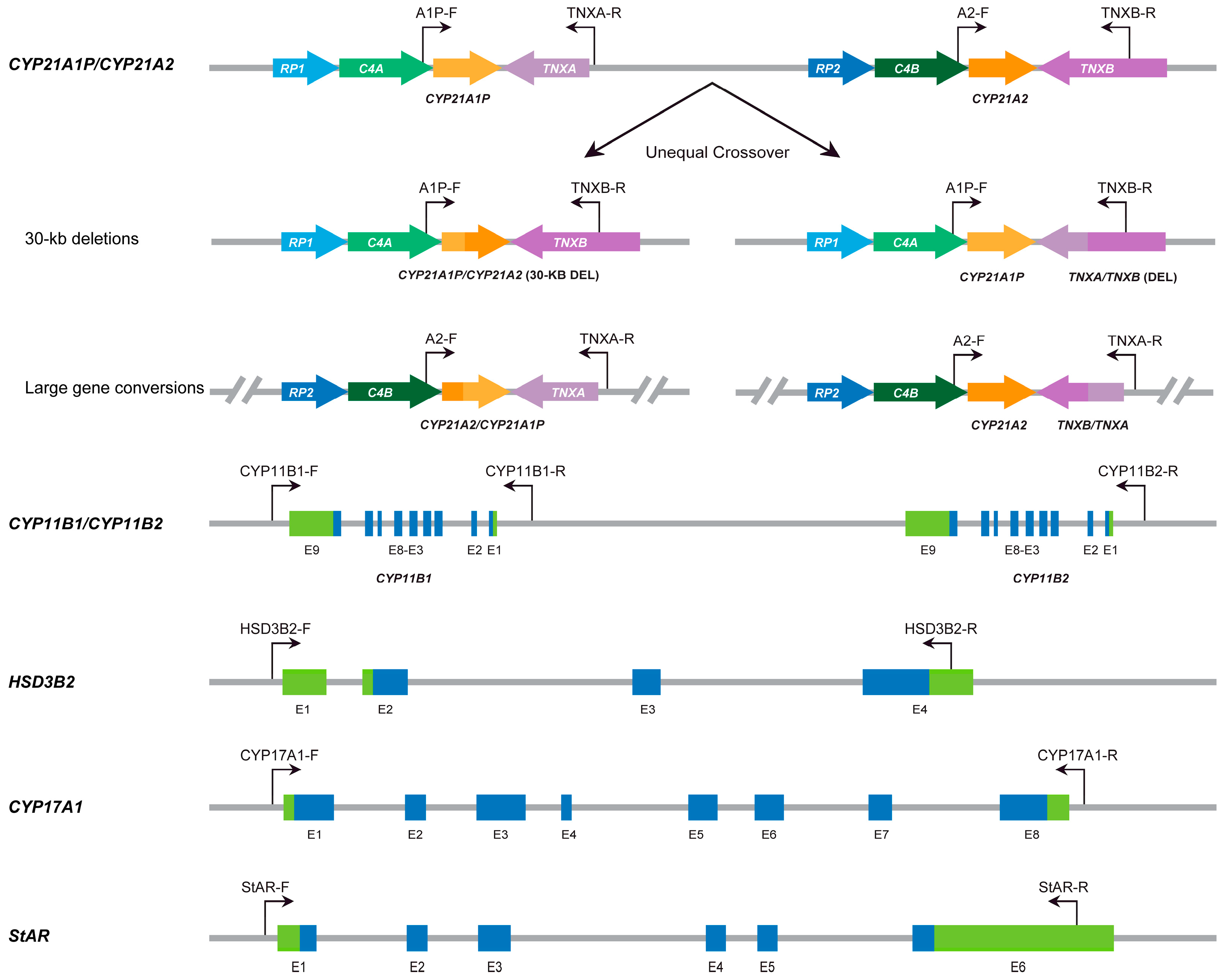 語学・辞書・学習参考書 Preimplantation Genetic Diagnosis Overview and Historical Perspective of Preimplantation
