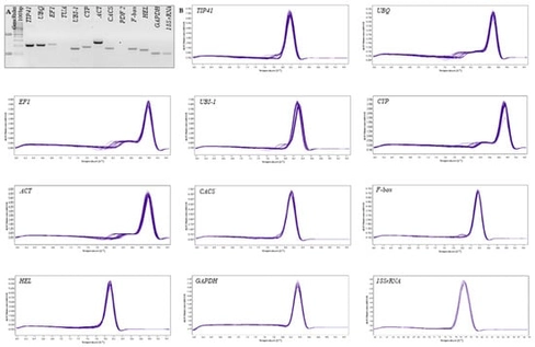 Primer specificity of candidate reference genes (HKGs) in cucumber leaves under drought stress. (A) Analysis of PCR-generated amplicons on agarose gel; M, GeneRuler 100 bp DNA Ladder (Thermo Fisher Scientific, Waltham, MA, USA; fragment sizes 100–1000 bp). (B) High-resolution melting (HRM) derivative curves for the same HKGs across all samples, showing single, sharp melting peaks and no evidence of primer–dimer formation or nonspecific products, thereby confirming assay specificity.