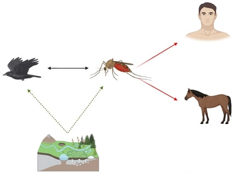 West Nile Virus (WNV) transmission cycle. The virus is maintained in an enzootic cycle (black double arrow) between Culex mosquitoes and avian hosts, which act as reservoirs and amplifiers. Some mosquito species function as bridge vectors, transmitting WNV to incidental hosts such as humans and horses (Red arrows), who are considered dead-end hosts because they do not sustain transmission. Environmental factors (temperature, rainfall, and migratory bird movements) strongly influence both vector abundance and viral spread, shaping the intensity and geographic distribution of outbreaks (Green Dashed Arrows).