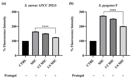 Cell wall permeability of Staphylococcus aureus ATCC 29213 (a) and Streptococcus pyogenes F (b) upon incubation with Protegol at MIC, ½ MIC, and ¼ MIC concentrations. “+” and “−” denote treated and untreated samples, respectively. Fluorescence intensity is expressed as a percentage relative to the untreated control (CTRL, set at 100%). Data are presented as mean ± standard deviation (SD) of three independent experiments (n = 3). Significant differences versus CTRL: **** p < 0.0001. Results are shown as mean ± standard deviation (SD) (n = 3).