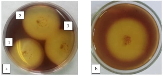 Cellulolytic activity of isolated bacterial consortium from BRA incubated at anaerobic conditions on PCS agar by Gram’s iodine test: (a) volume of bacterial inoculum from BRA—1 (15 µL), 2 (20 µL), and 3 (25 µL) (37 °C, 48 h); (b) zone of cellulolytic activity of bacterial inoculum from BRA (25 µL inoculum, 37 °C, 72 h).