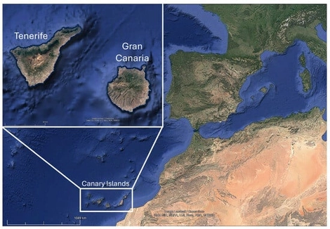 Location of Tenerife and Gran Canaria, where the specimens were collected. Image obtained from Google Earth Pro (v. 7.3.6.10441) and modified with Microsoft PowerPoint software (v. 2505).