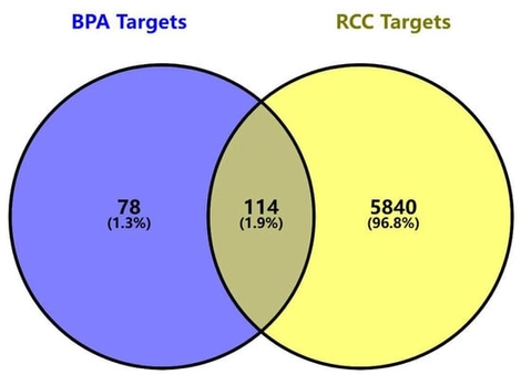 Venn diagram of the targets of BPA and ccRCC. The Venn diagram illustrates the intersection between BPA-related targets (blue) and renal cell carcinoma disease targets (yellow). The blue circle represents 192 BPA-related targets, which intersect with 5954 ccRCC-related targets, identifying 114 potential toxicity targets (grey region) that may mediate BPA-induced ccRCC progression.