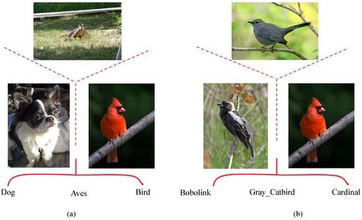 Illustration of (a) coarse-grained classification, where inter-class differences are large and easy to separate, and (b) fine-grained classification, where categories differ only in subtle local attributes.