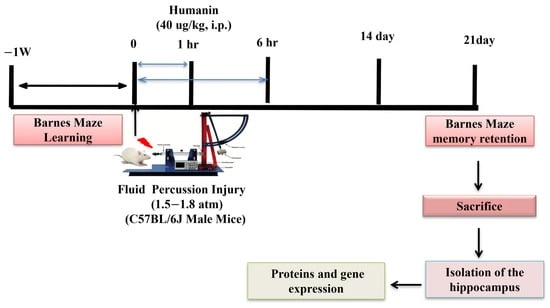 Experimentaldesign and HN treatment schedule. All animals completed two learning trials per day in the BM test for four consecutive days. Then, all animals were subjected to either sham or fluid percussion injury (FPI). HN (40 μg/kg, i.p) was administered at 1 and 6 h post-injury. Memory retention was assessed on the 21st day post-TBI. Then, the animals were sacrificed, and the ipsilateral hippocampus was isolated for biochemical and expression studies.