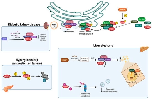 Components of the autophagy initiation complex are differentially affected across various metabolic disorders. In diabetic kidney disease, the level of ULK1/2 kinase is reduced due to the activation of miR-214, a process regulated by p53. In the context of steatotic liver, SREBP induces the expression of miRNA-216a, leading to decreased sulfhydration of ULK1 and subsequent inhibition of autophagic flux. Additionally, in pancreatic tissue affected by DMT2, the kinase DRAK2 is activated and directly phosphorylates ULK1/2, promoting their degradation and thereby suppressing autophagy. Created in BioRender. Mendoza, J. (2025) https://BioRender.com/2pk1zp4 (accessed on 3 November 2025).