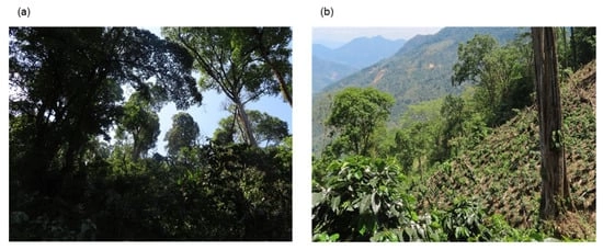 Examples of coffee agroecosystems in Latin America: (a) a traditional coffee agroforestry (“shaded”) system (T-CAFS); and (b) an unshaded (“sun”) coffee agroecosystem (UCAS). Photo credit: Emiliano Hersch González, 2020.