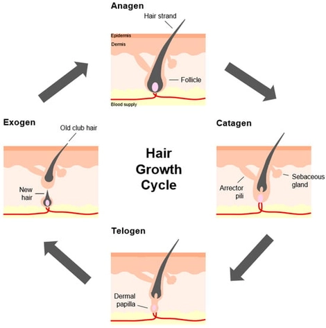 Stages of the hair growth cycle. The hair growth cycle, also referred to as the hair follicle cycle, consists of the anagen, catagen, telogen, and exogen phases. (Starting from the top box; clockwise direction).